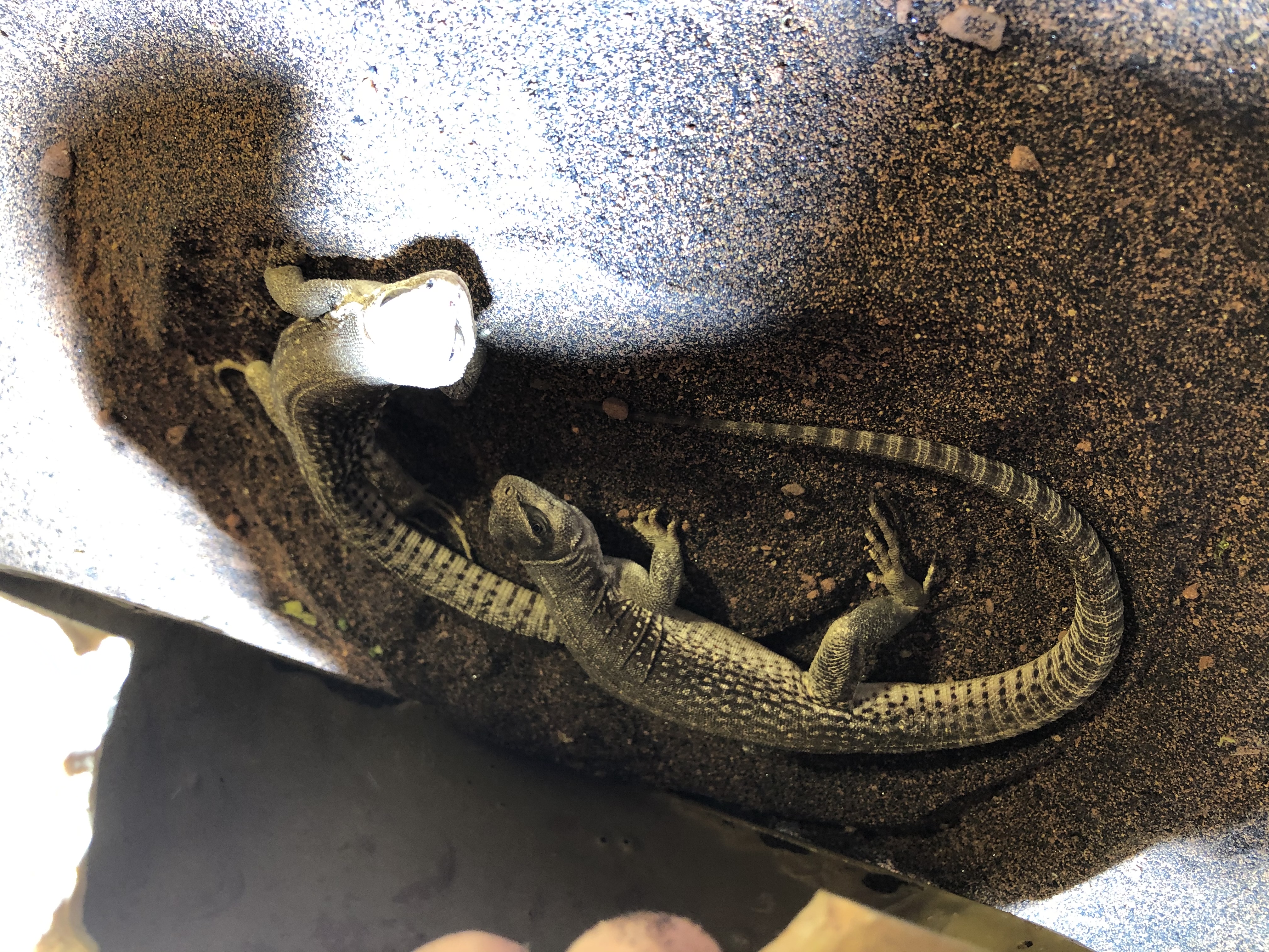 Suche Wüstenleguan-Weibchen  Dipsosaurus dorsalis - Leguan - Augsburg