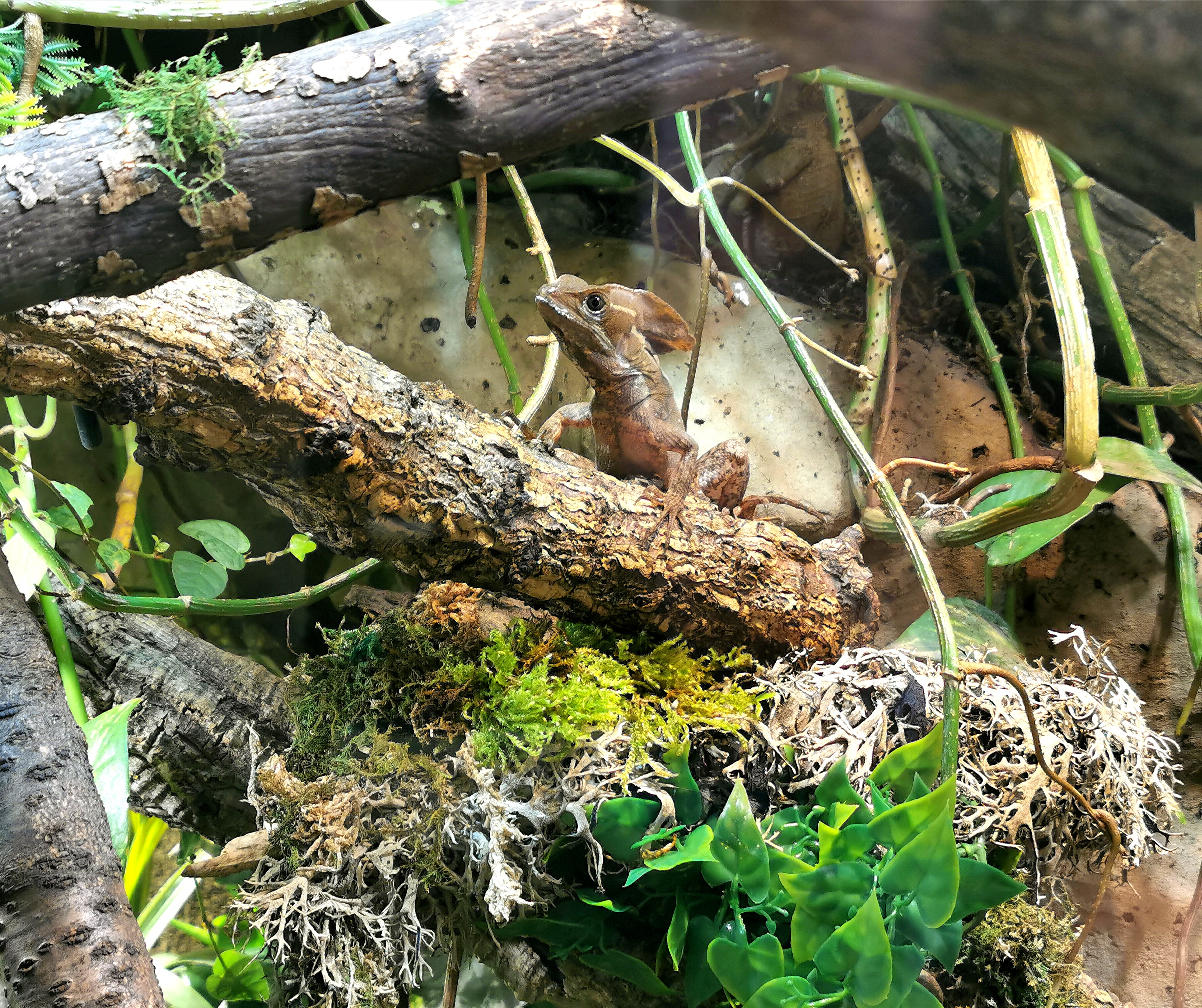 Streifenbasilisken  basiliscus vittatus - Echsen - Essen