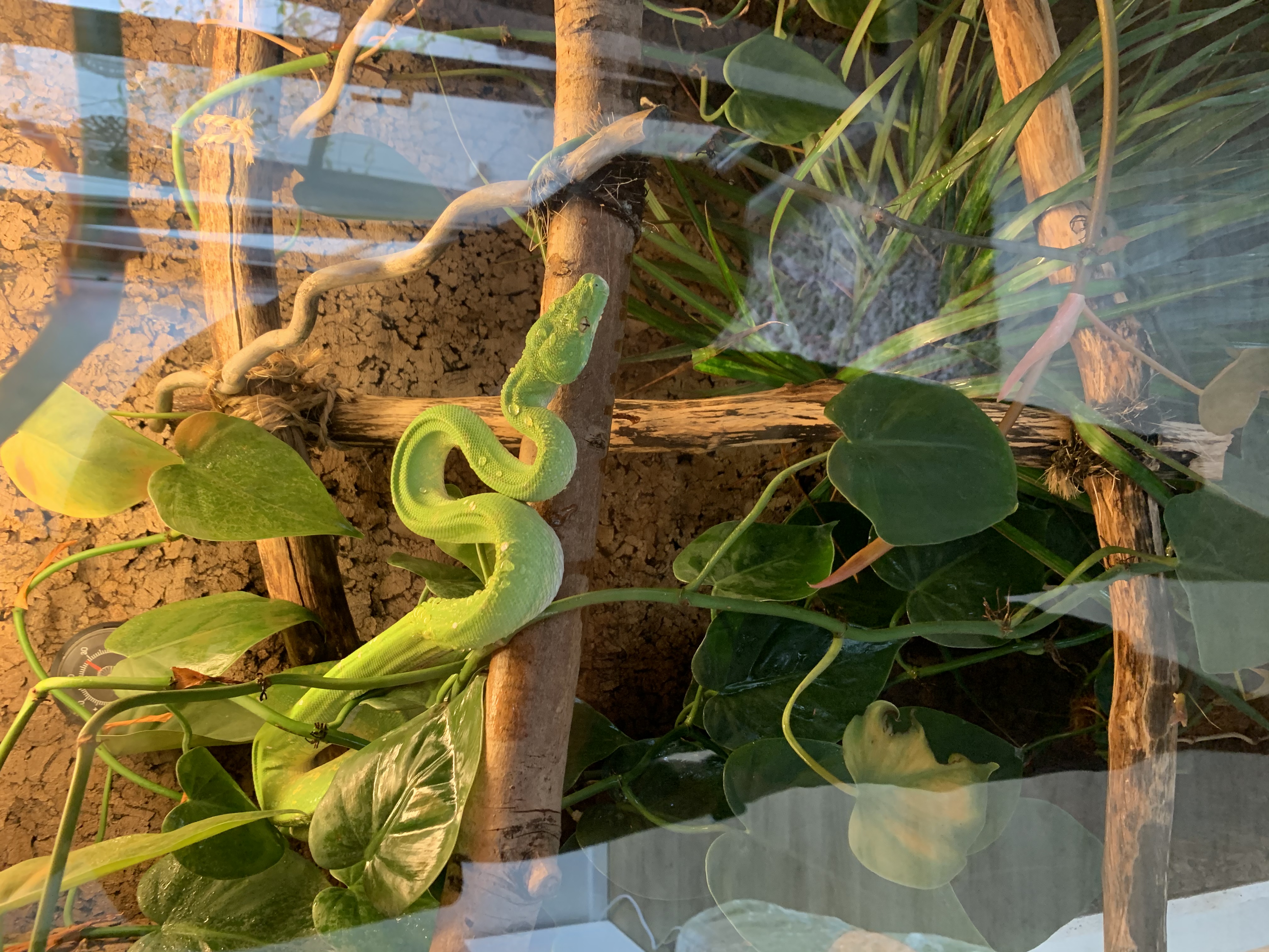 Grüner Baumpython - Schlangen - Dortmund