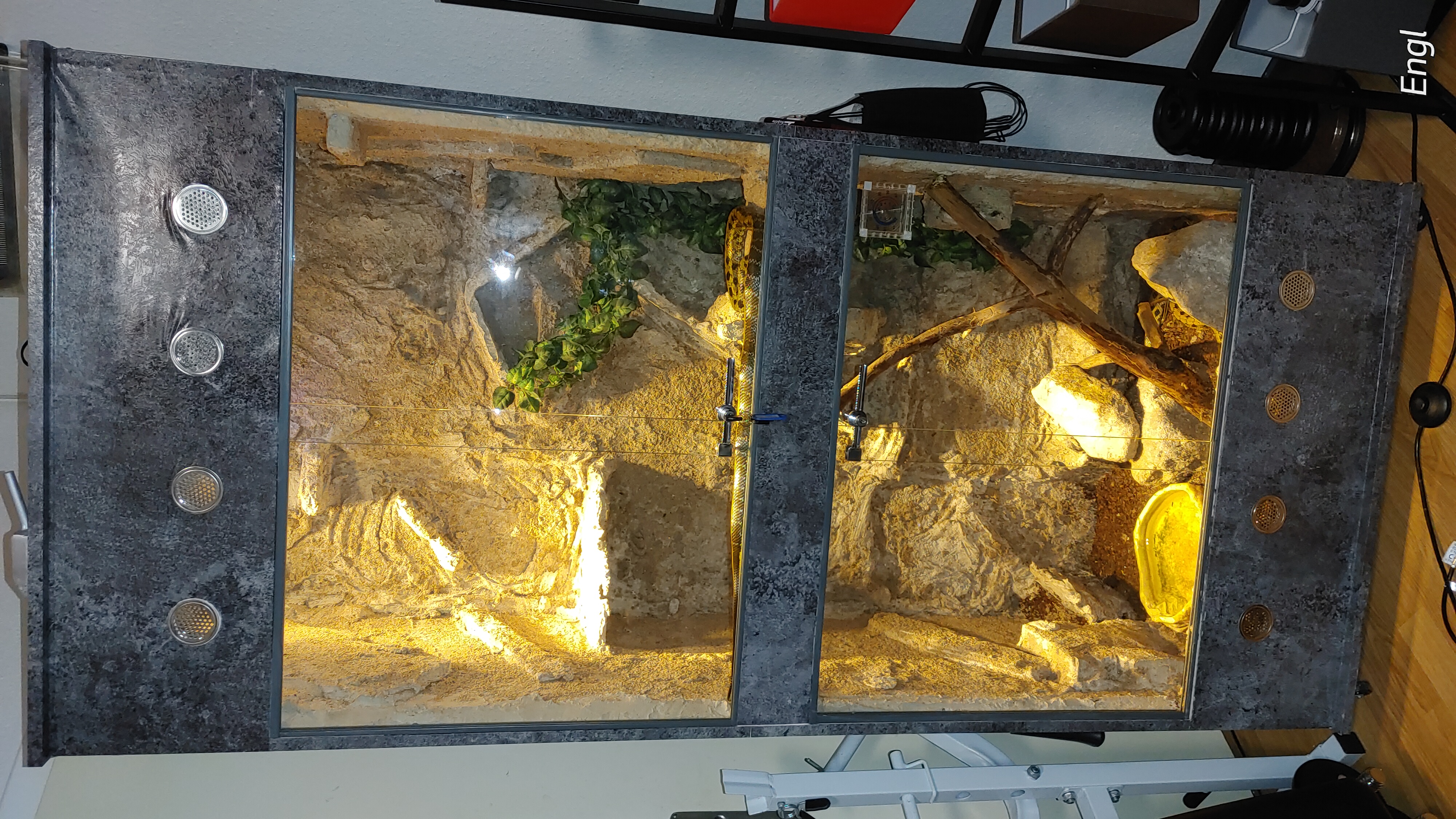 2 Schönnattern inkl. Terrarium - Schlangen - Lienen