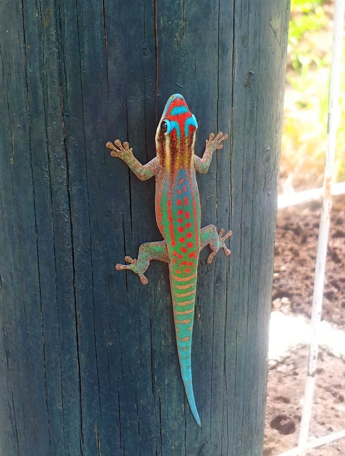 Phelsuma Ornata - Gecko - Hofheim am Taunus