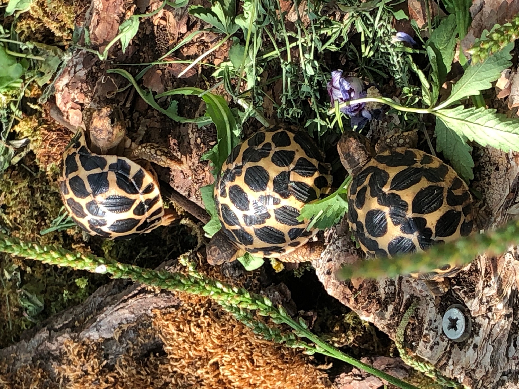 Sternschildkröten - Schildkroeten - Waldenbuch