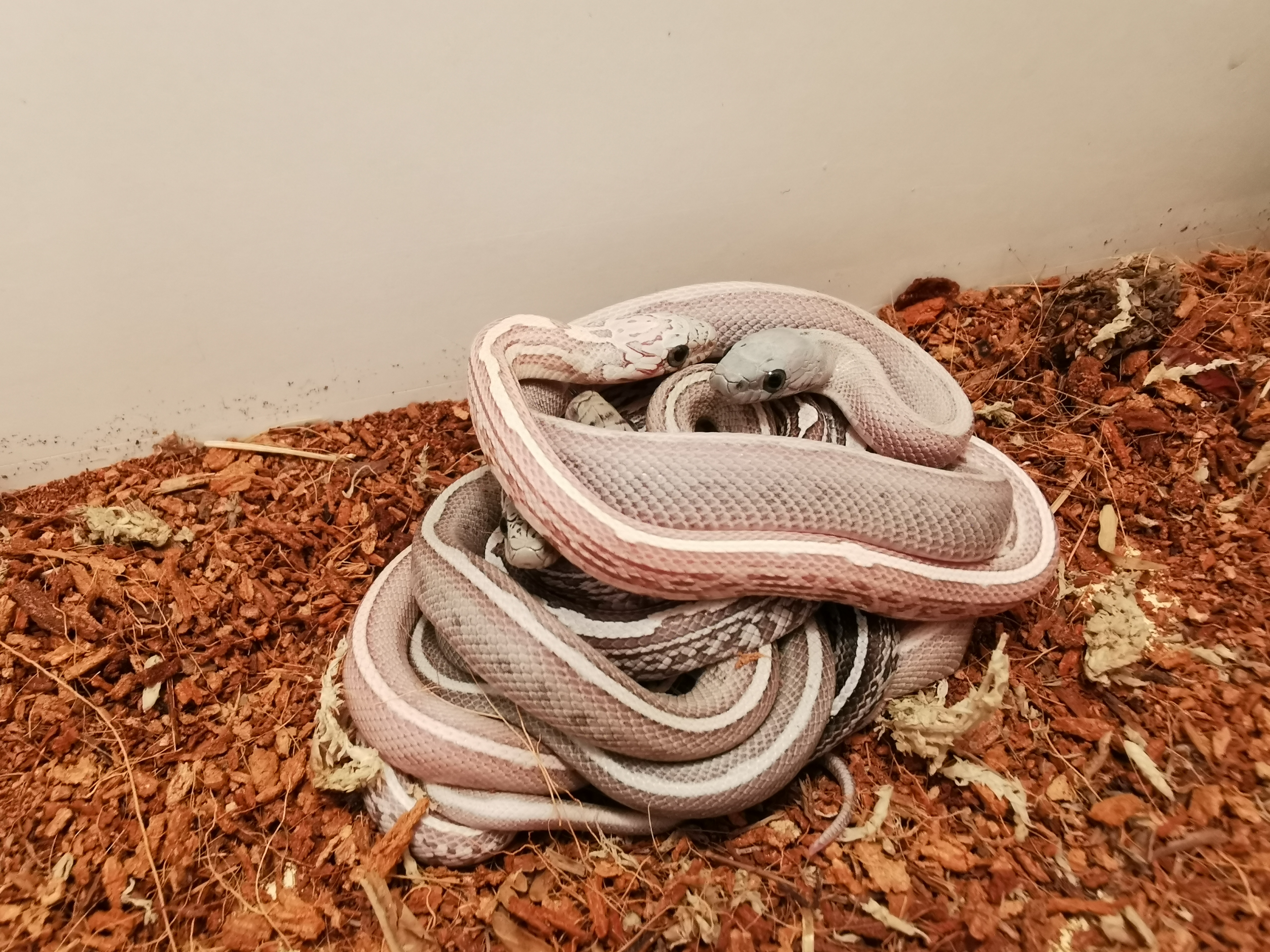 Kornnatter Nachzuchten aus Coral Snow Tessera MxS het.Sunkissed x Coral Ghost Su - Schlangen - Essen