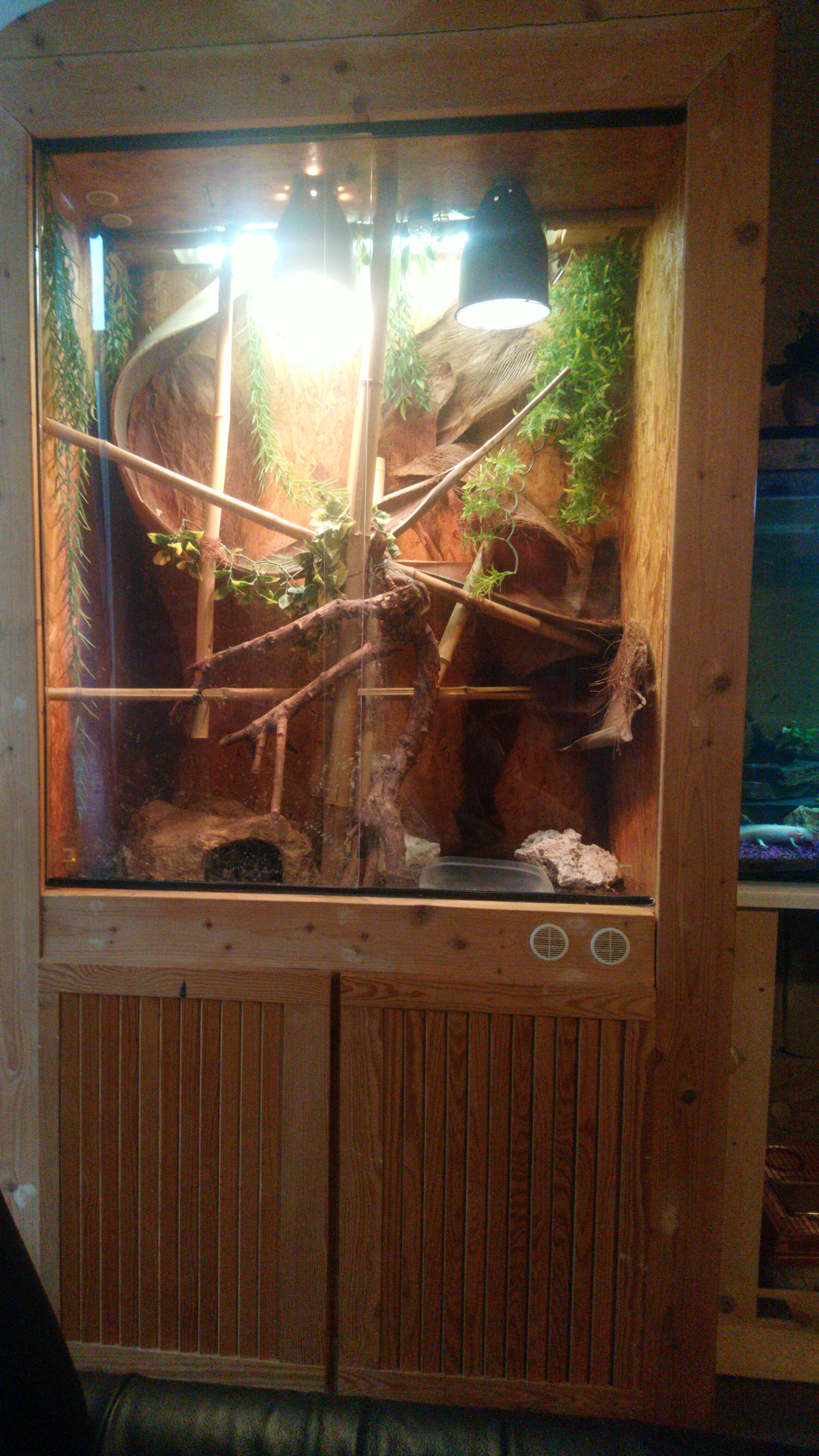 Verkaufe Königspytons mit Terrarium - Schlangen - Lichtenfels
