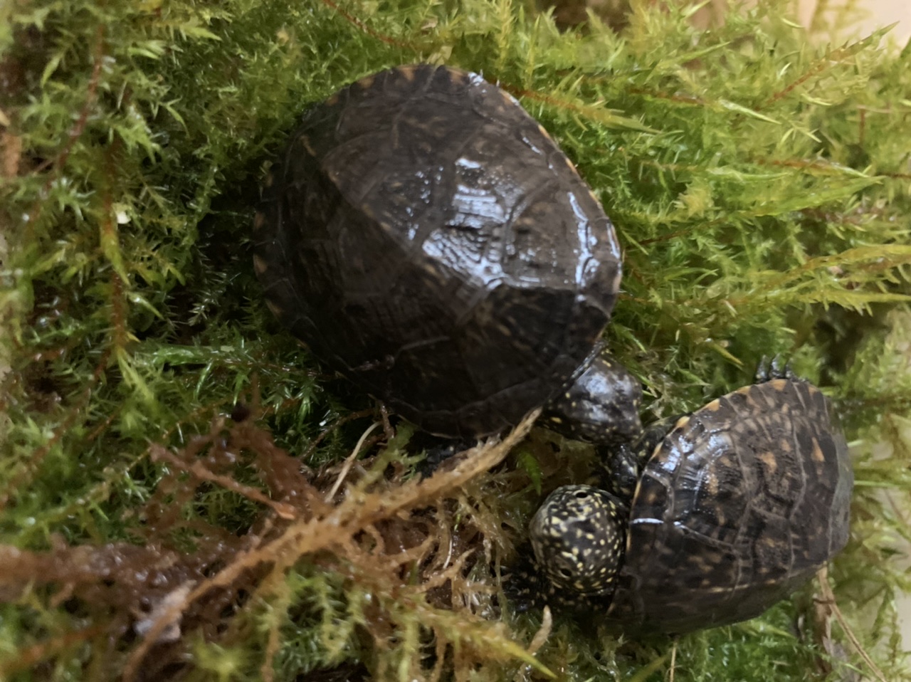 Emys orbicularis Haplotyp IIa - Schildkroeten - Antrifttal