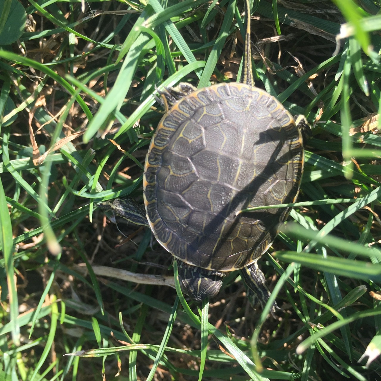 Chrysemys picta bellii - Schildkroeten - Antrifttal