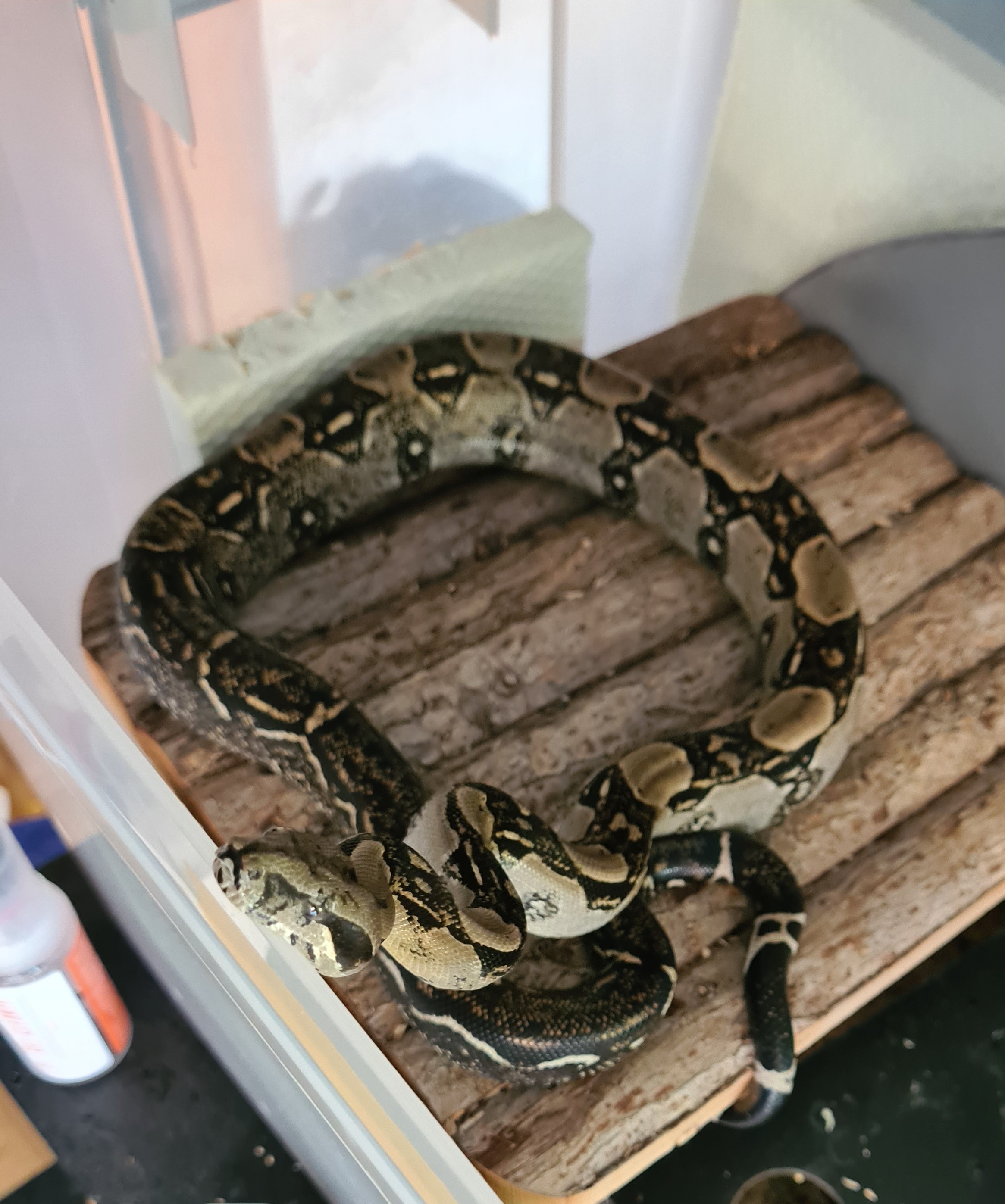 Boa Imperator Anery 2 het. Black Panther 66% - Schlangen - München
