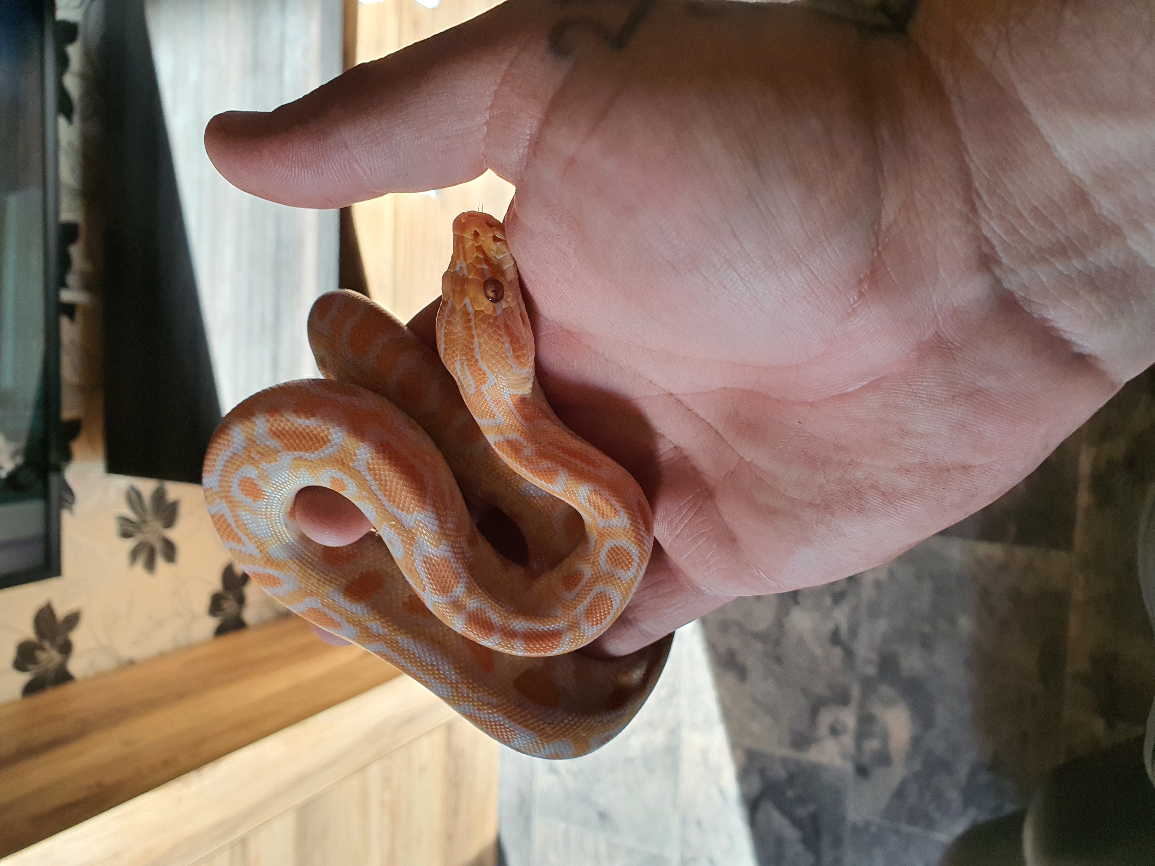 Tigerpython - Schlangen - Köthen Anhalt