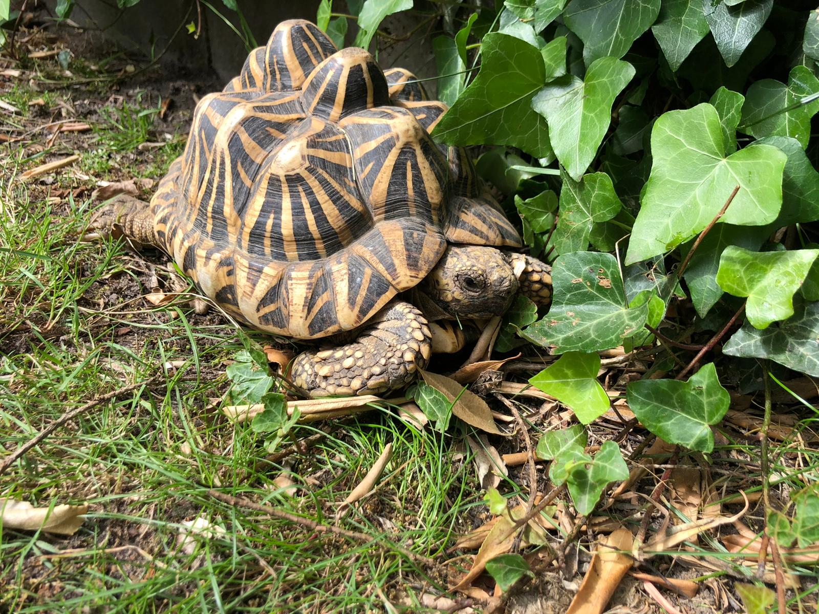 Sternschildkröten Weibchen - Schildkroeten - Groß Ippener