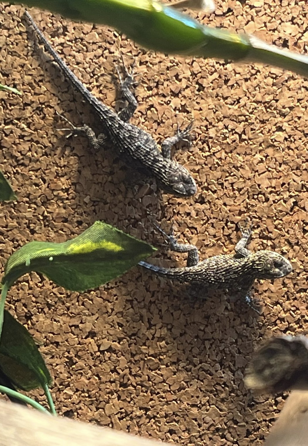 Malachitgrüne-Stachelleguane Sceloporus malachiticus Jungtiere - Leguan - Mülheim Kärlich