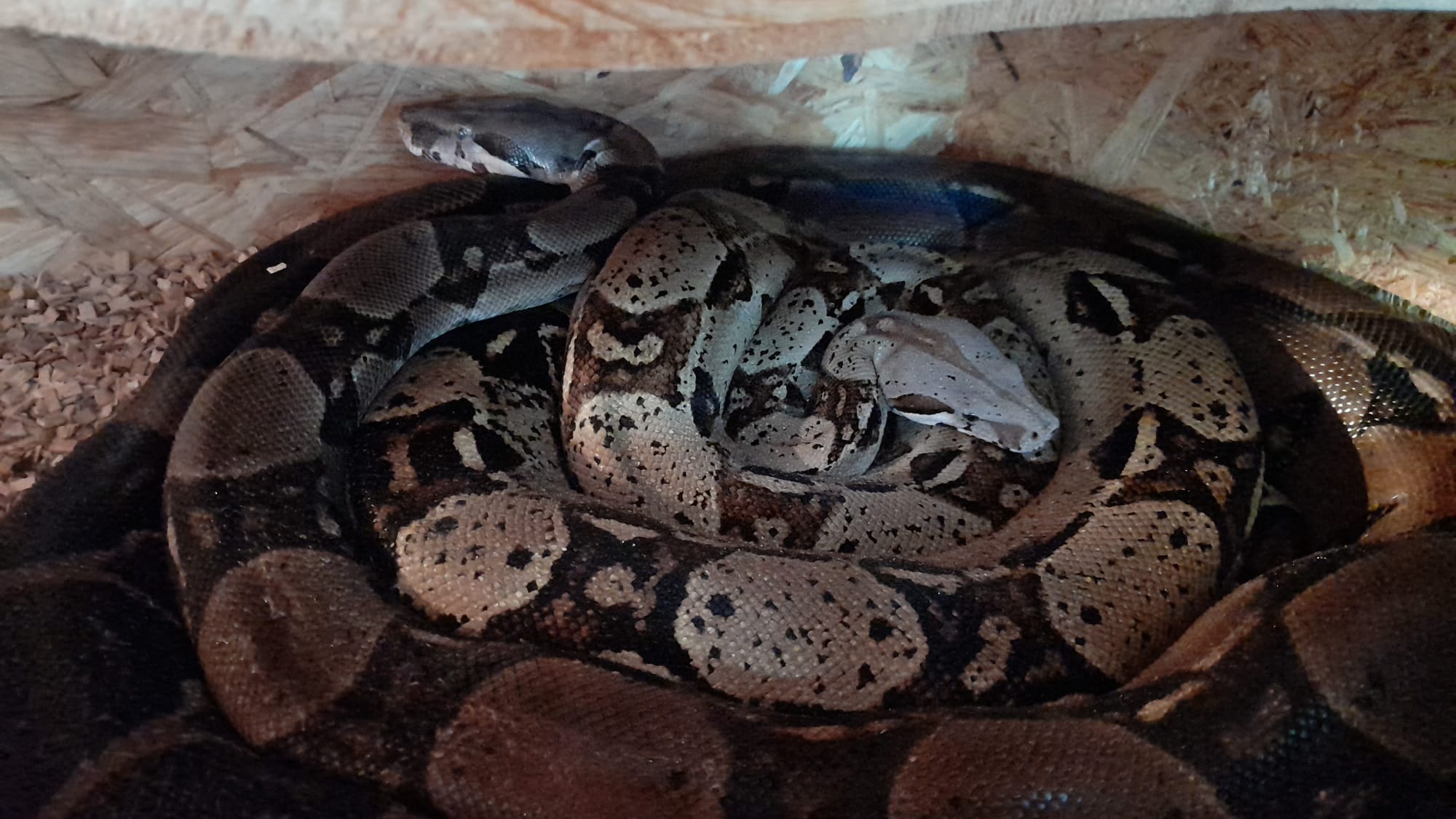 Verkaufe Brüderpaar- Boa Constrictor Imperator- Wildfarben - Schlangen - Leipzig