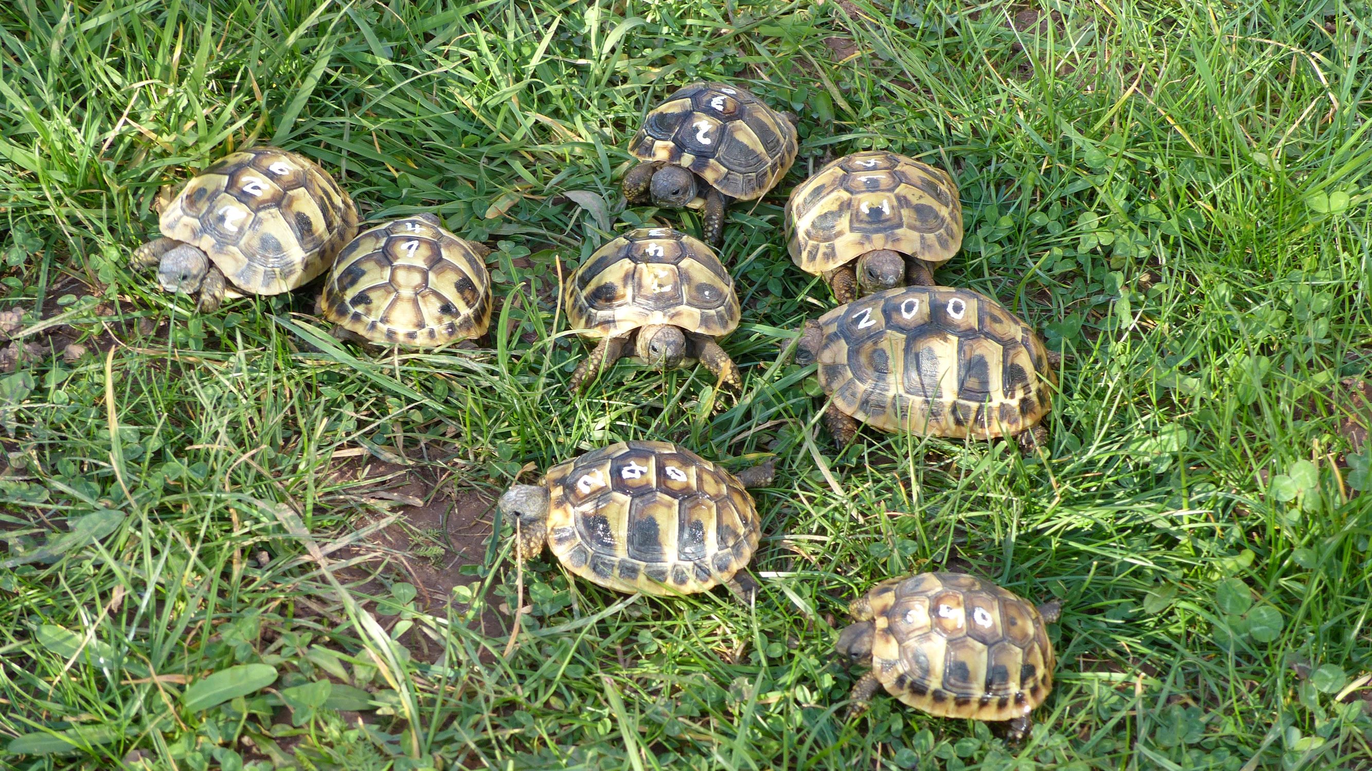 Griechische Landschildkröten, Nachzuchten 2021 - Schildkroeten - Bad Arolsen