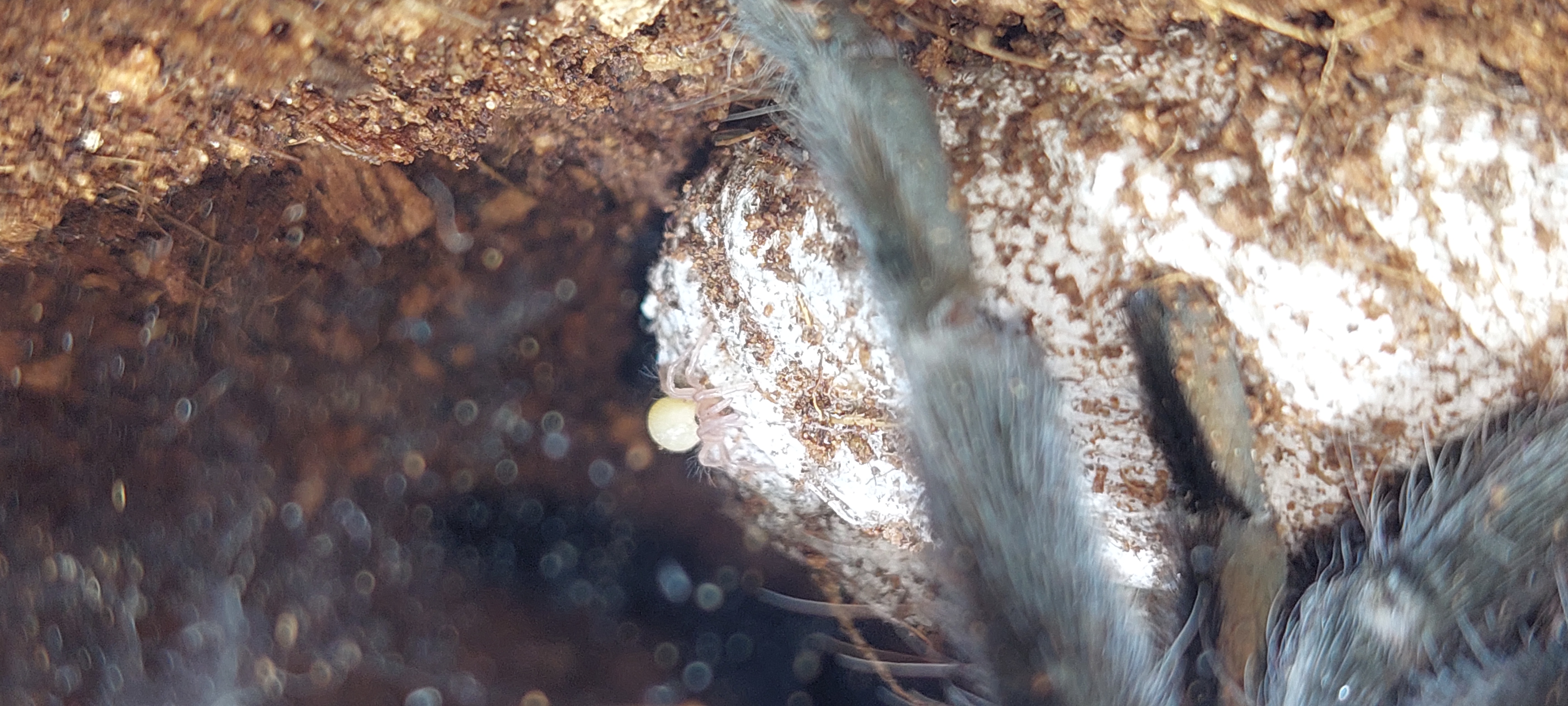 Tliltocatl Vagans spiderlinge - Sonstige Reptilien - Köln