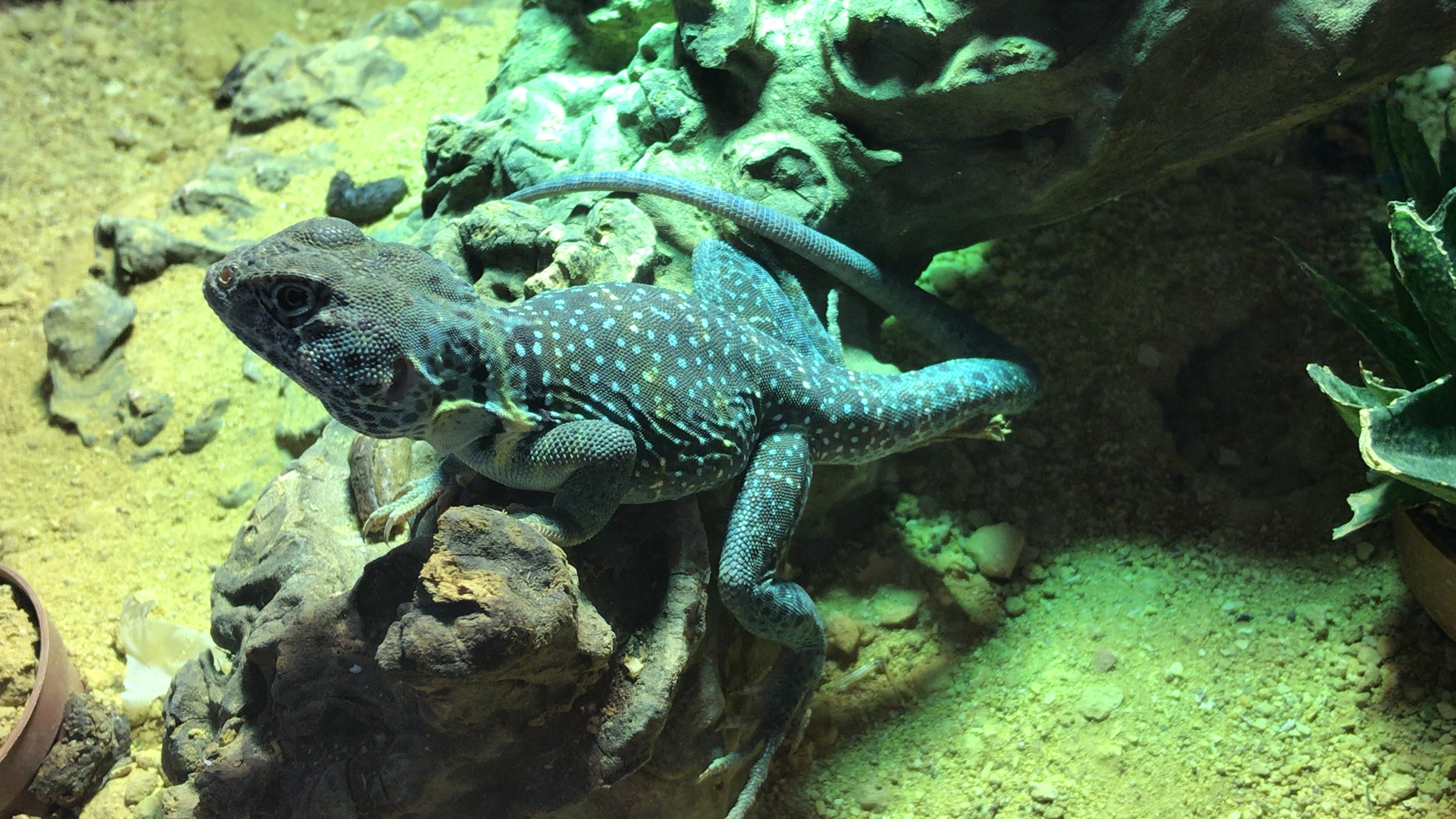 2 Halsbandleguane - Leguan - Hallbergmoos