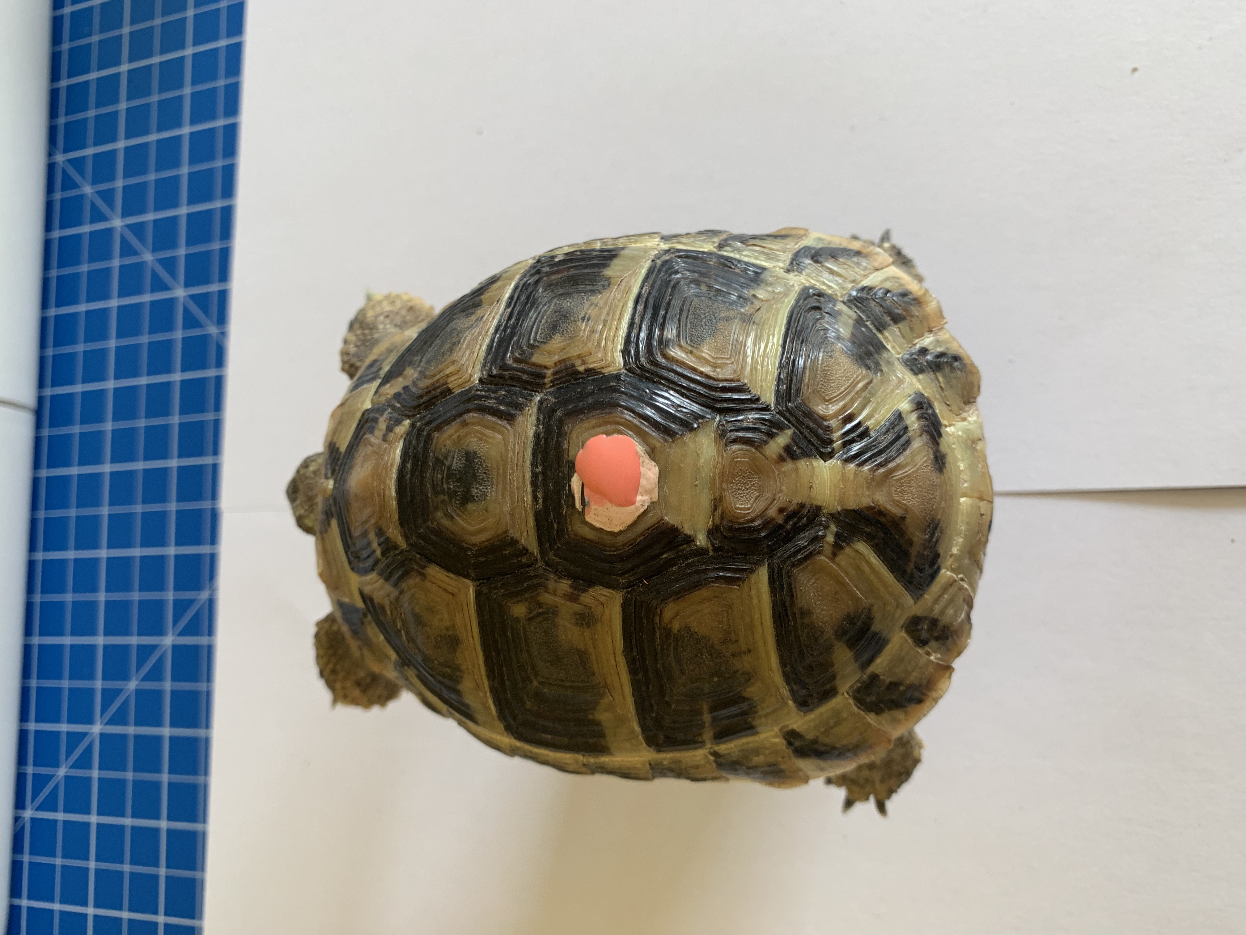 Griechische Landschildkröten - Schildkroeten - Leverkusen