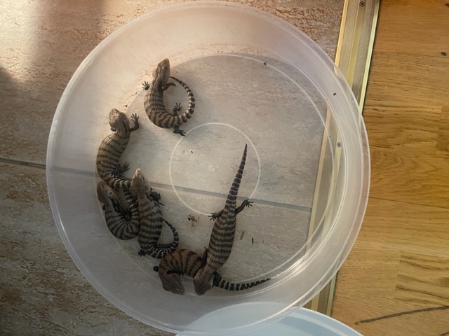 Riesenblauzungenskink Tiliqua Gigas - Sonstige Reptilien - Münchsmünster