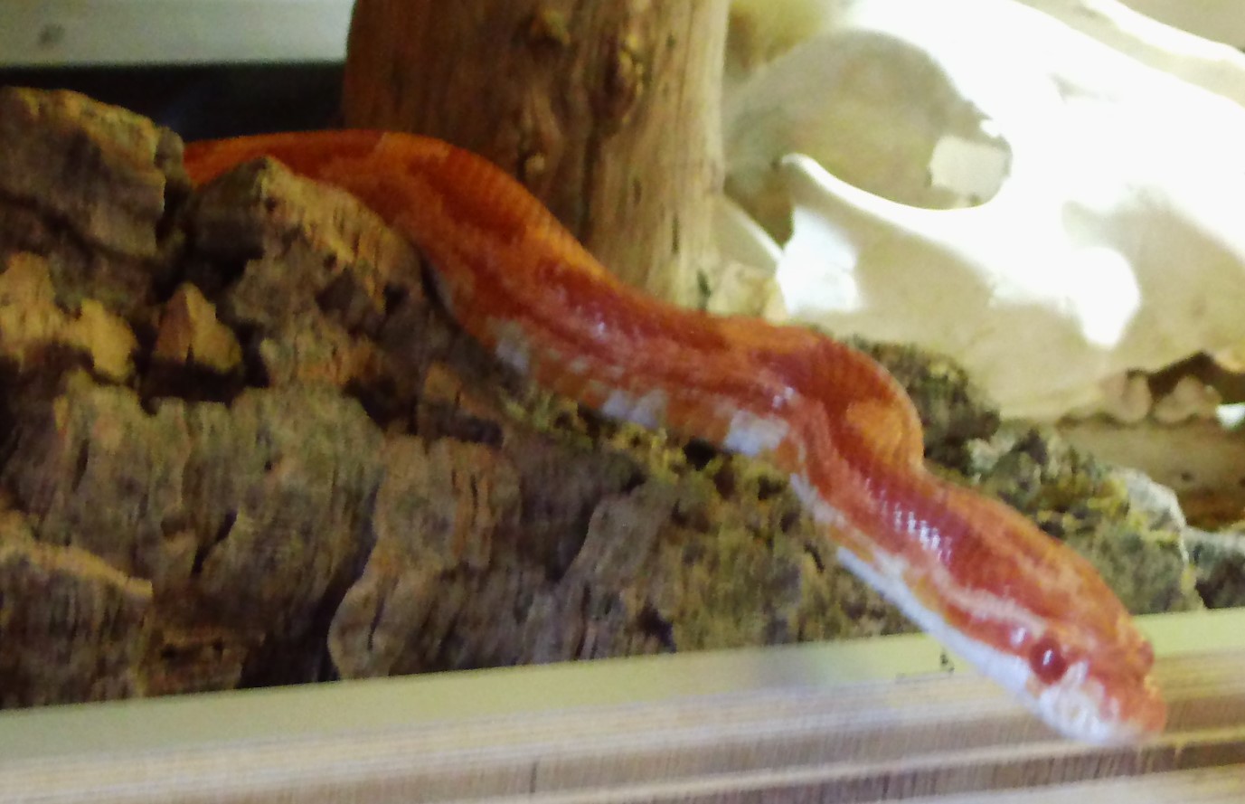 Großes Terrarium mit Kornnatter - Schlangen - Barsinghausen
