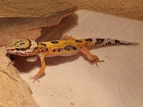 Leopardgeckos  Giants vs Eclipse  NZ 30.07.2022 - Gecko - Wien