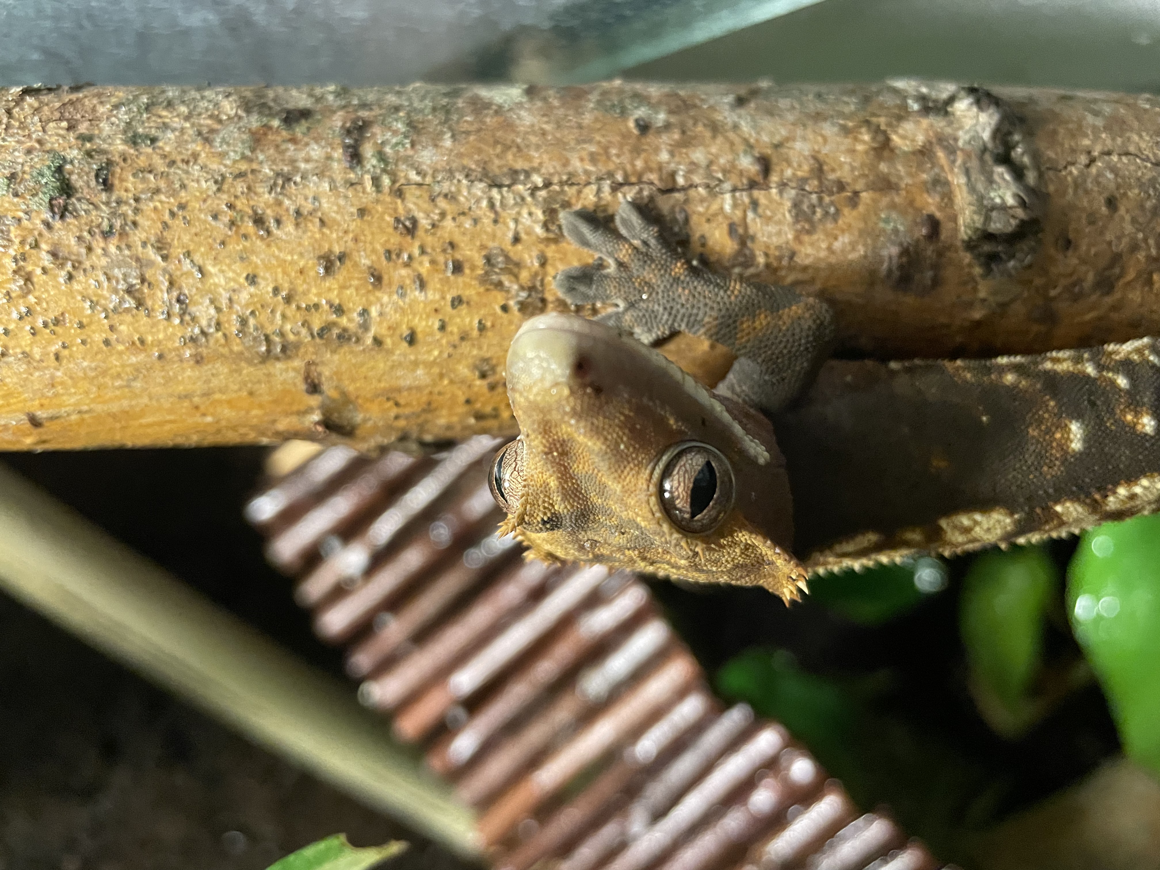 Kronengecko zu verkaufen - Gecko - Ennigerloh