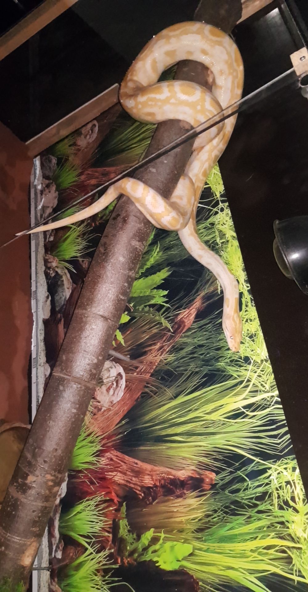 Albino Python - Schlangen - Malente