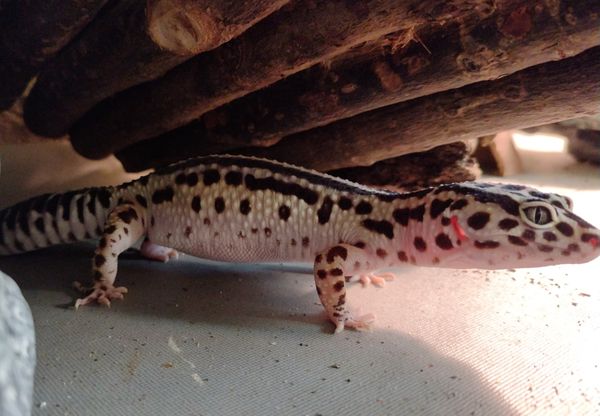 Leopardgecko Weibchen Mack Snow Zorro Bandit Bold Stripe - Gecko - Kleve