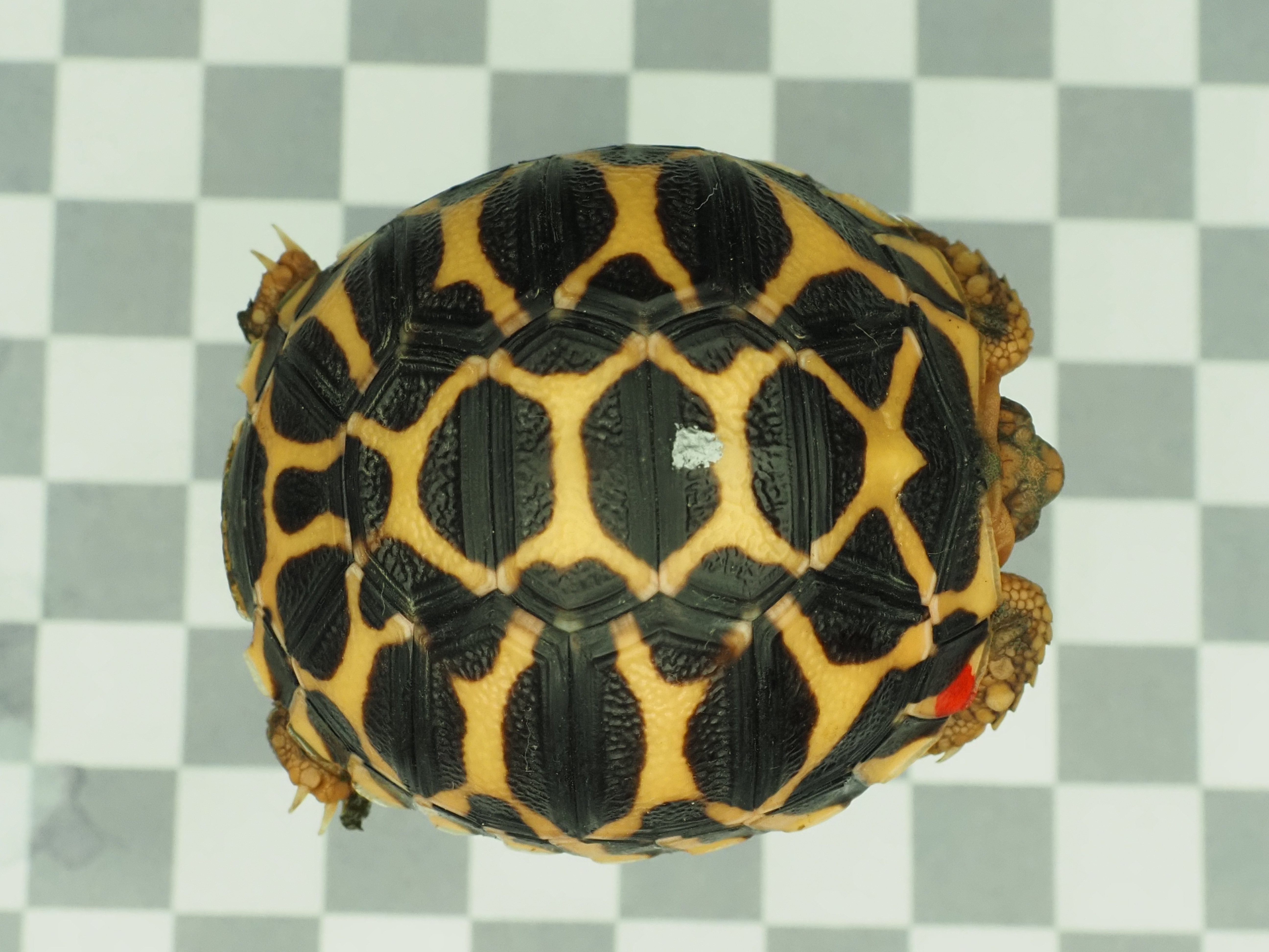 Indische Sternschildkröten Nachzuchten 07.2022 - Schildkroeten - Gerschweiler