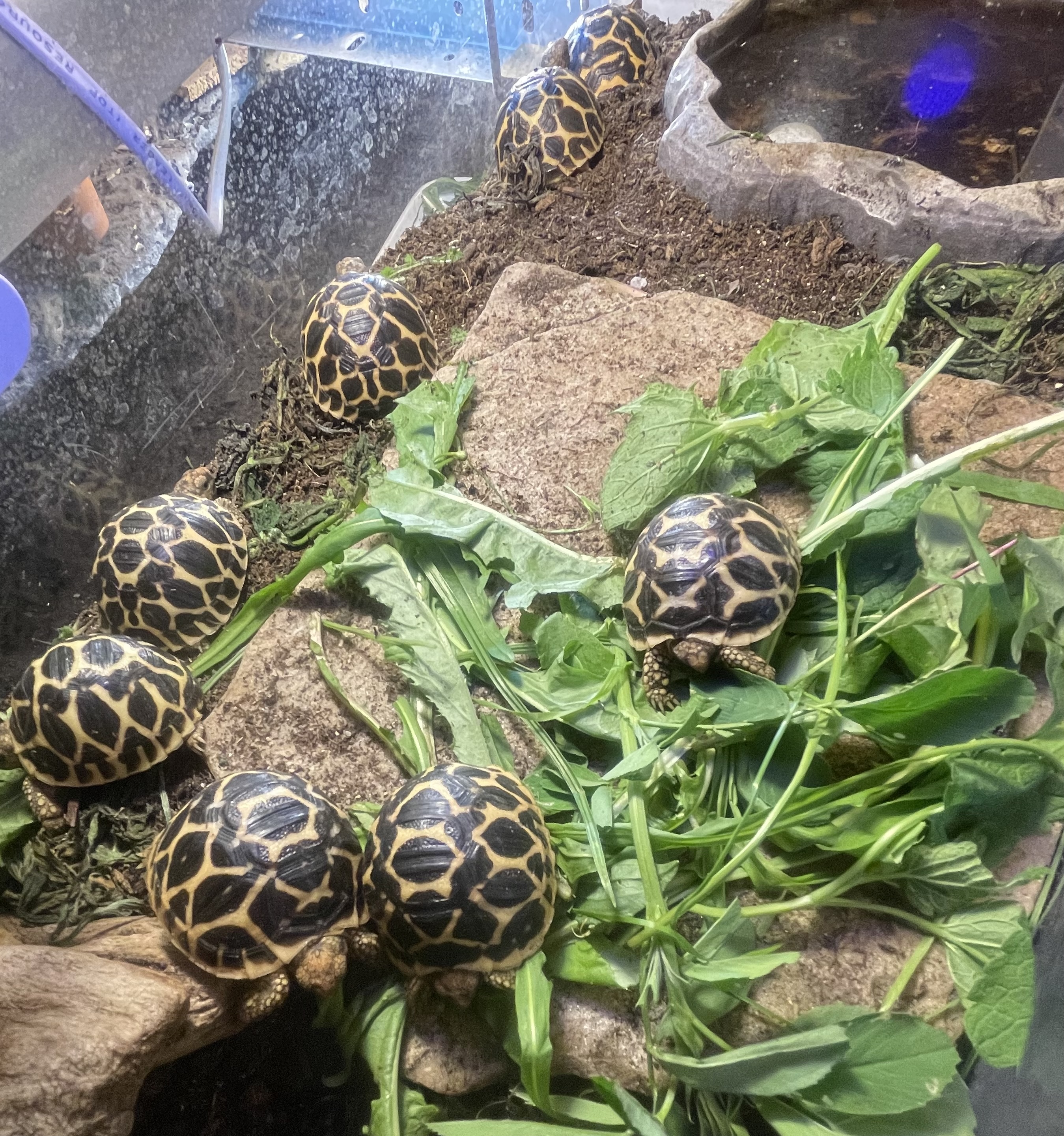 Indischen Sternschildkröte Geochelone Elegans - Schildkroeten - Wiesbaden