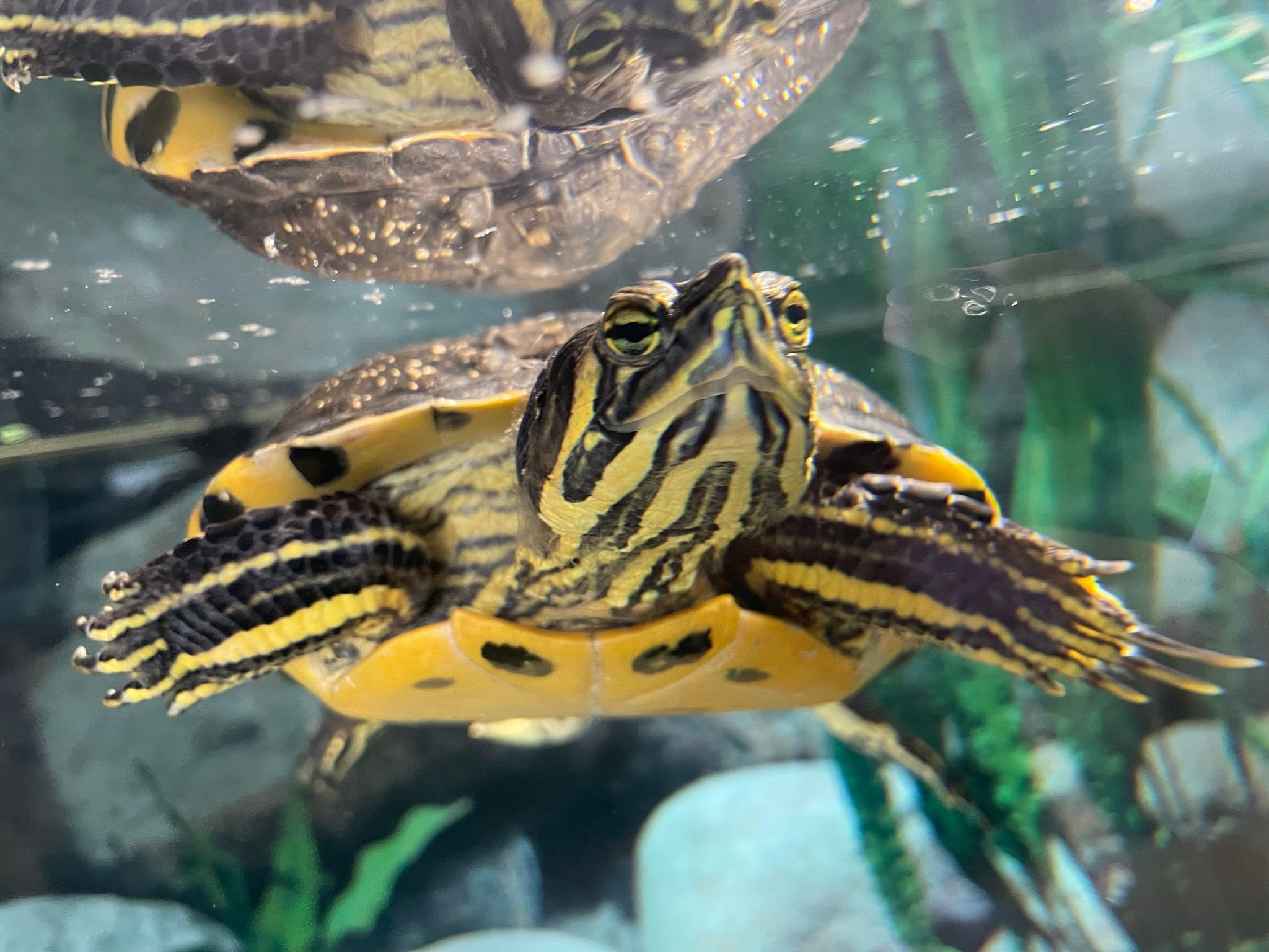 Gelbwang wasserschildkröten - Schildkroeten - Albersdorf