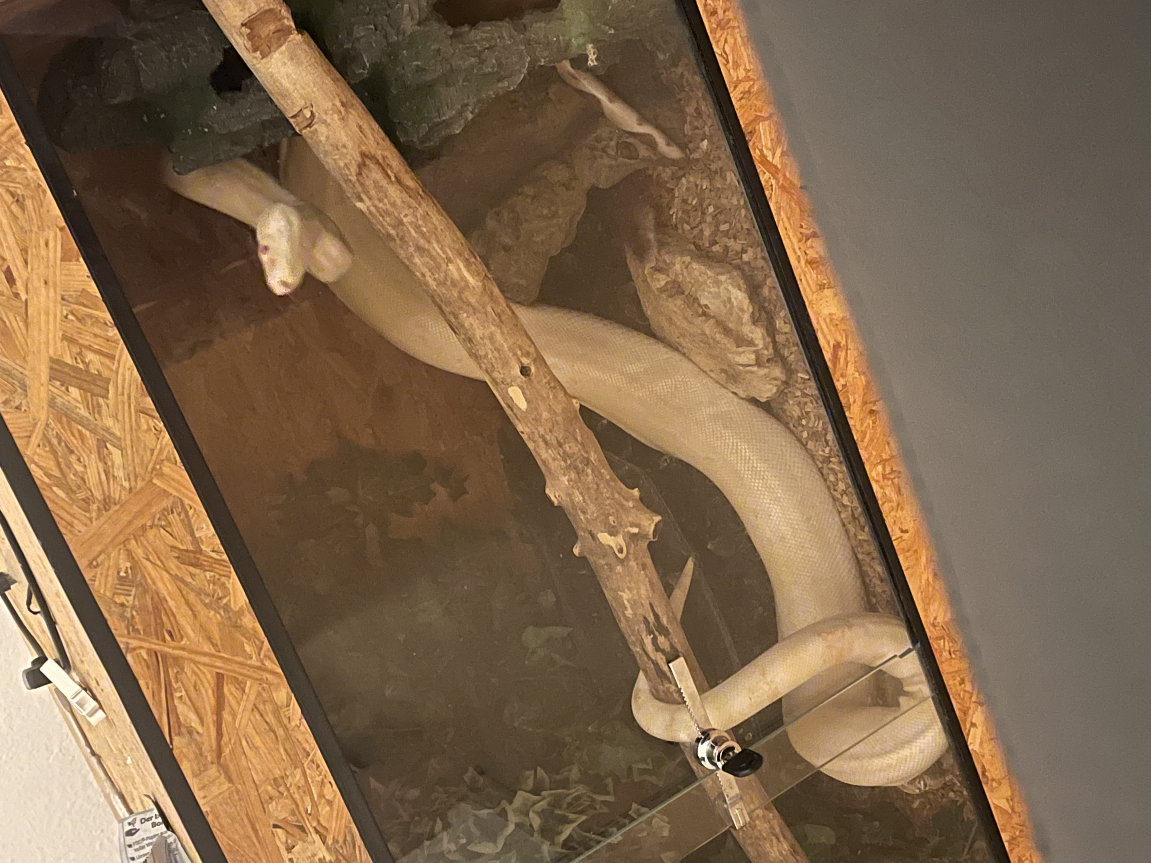 Albino Boa 2021 - Schlangen - Mainz Kastel