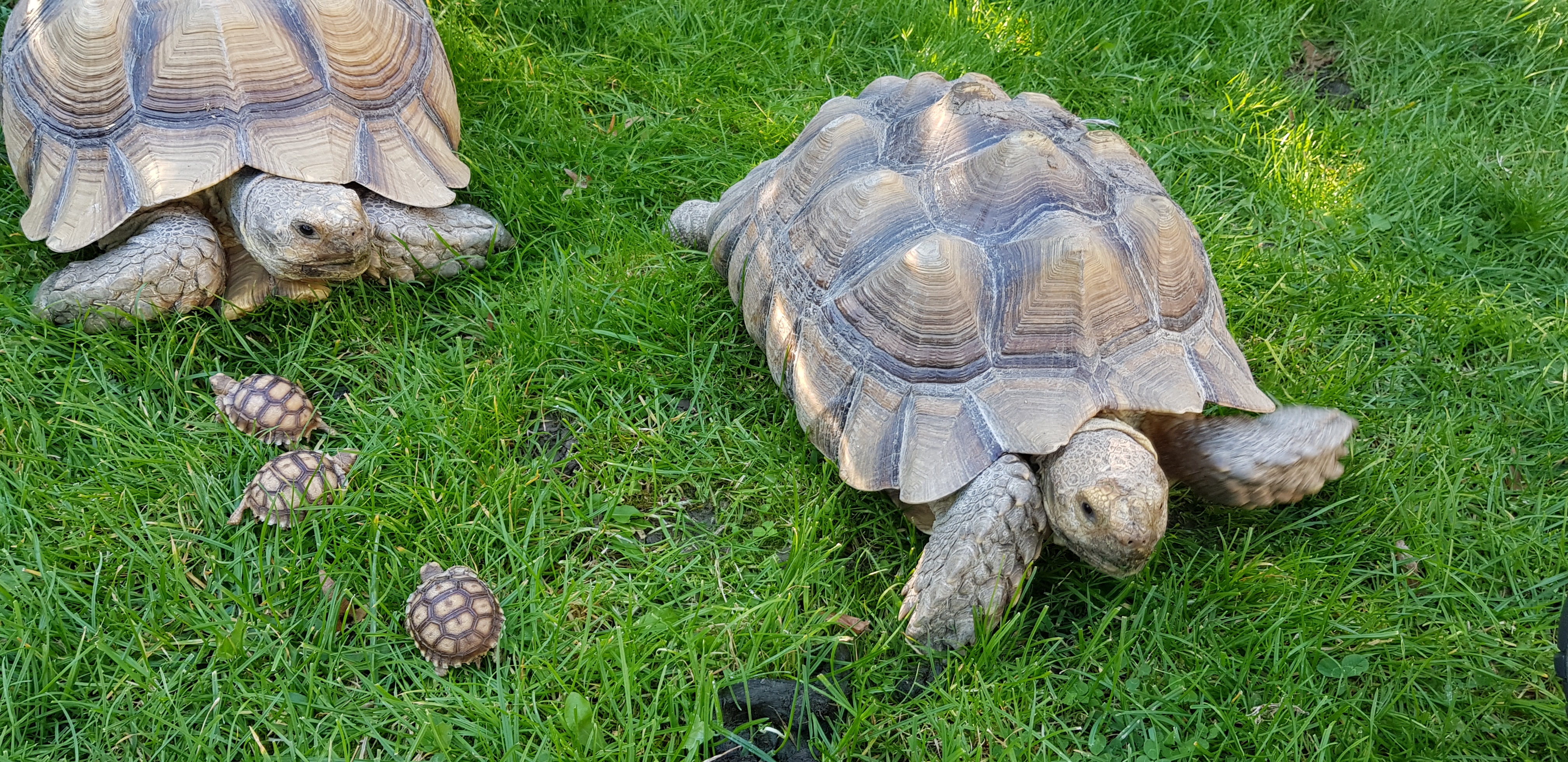 Spornschildkröten  Centrochelys sulcata - Schildkroeten - Rheine