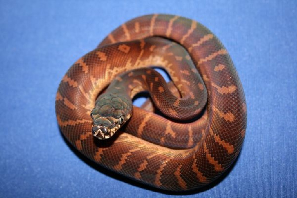 Boeleni & Chondro,s - Schlangen - Erfurt