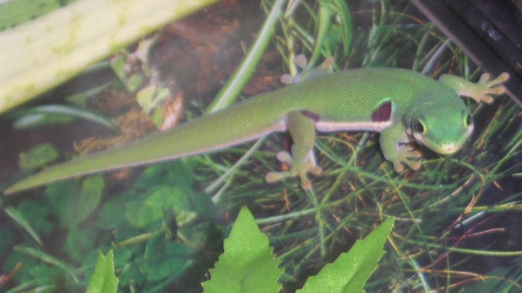 Phelsuma quadriocellata 0.1 Augenfleck-Taggecko weib. DNZ 07 - Gecko - Dortmund