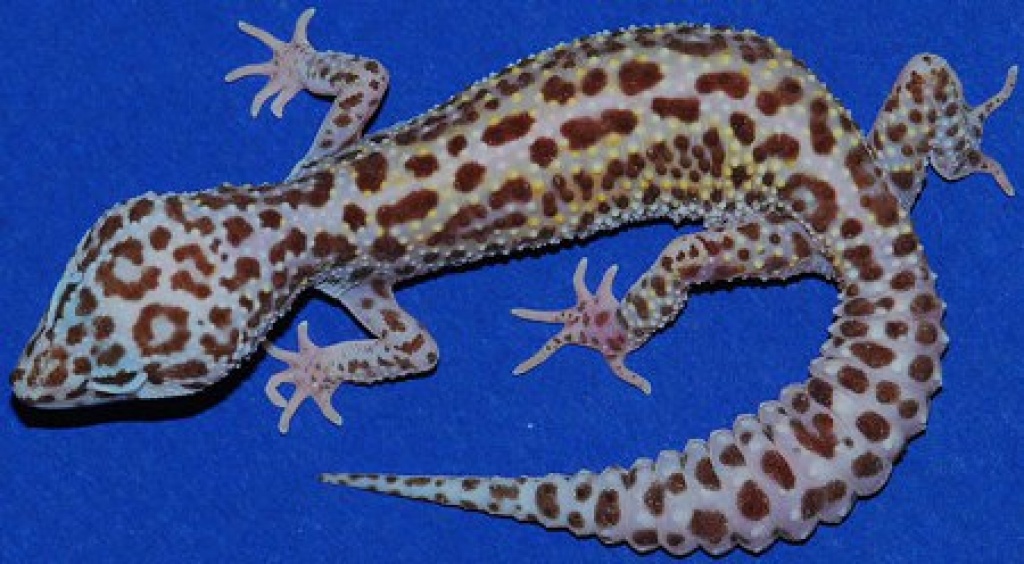 Suche 2 weibliche Leopardengeckos!!! - Gecko - Scheßlitz
