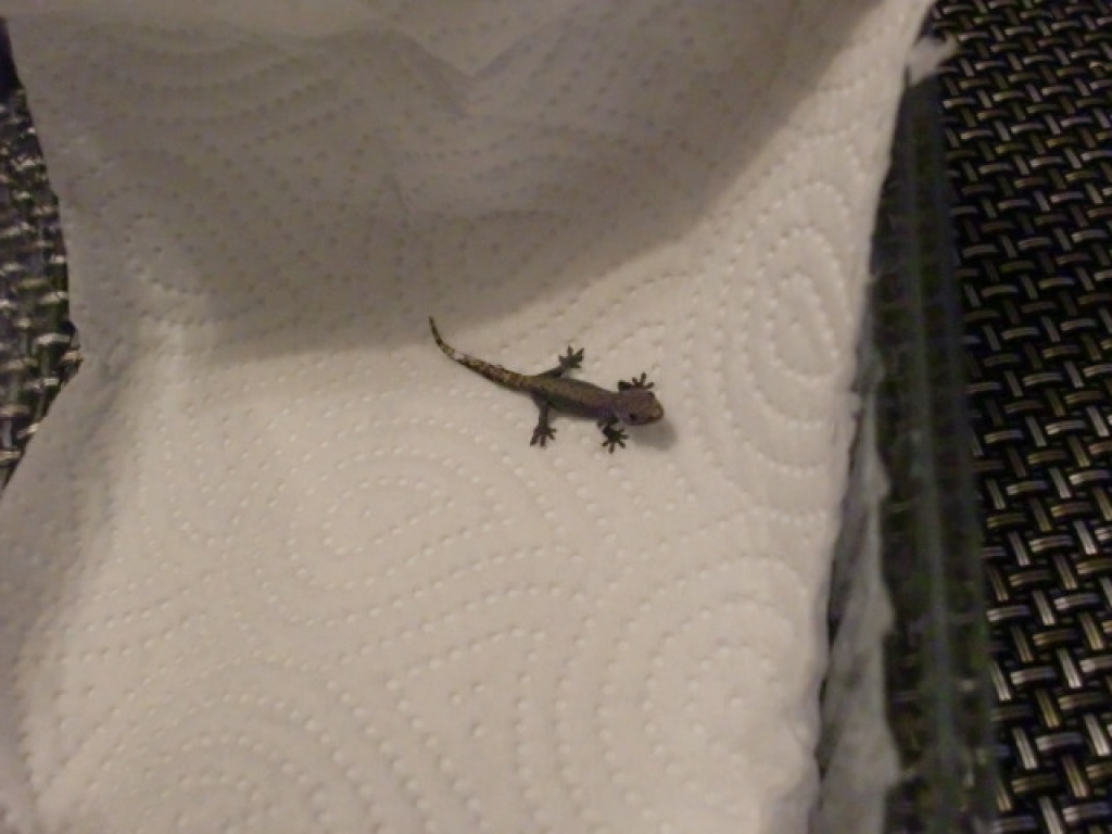 3 süsse, futterfeste jungferngecko kids abzugeben - Gecko - Oer Erkenschwick