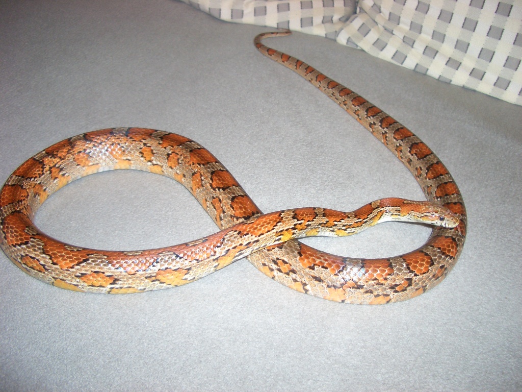 Okeete / Pantherophis guttatus - Schlangen - Recklinghausen