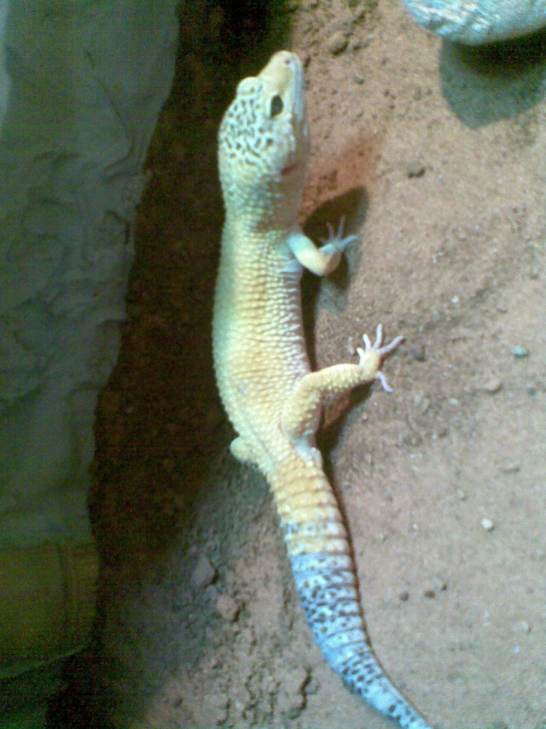 1,0 Leopardgecko 2 Jahre (hypo) - Gecko - München