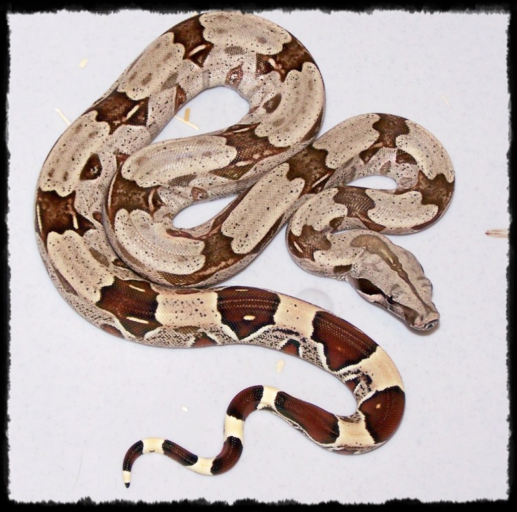 Reinrassige Boas - Schlangen - Schöfweg