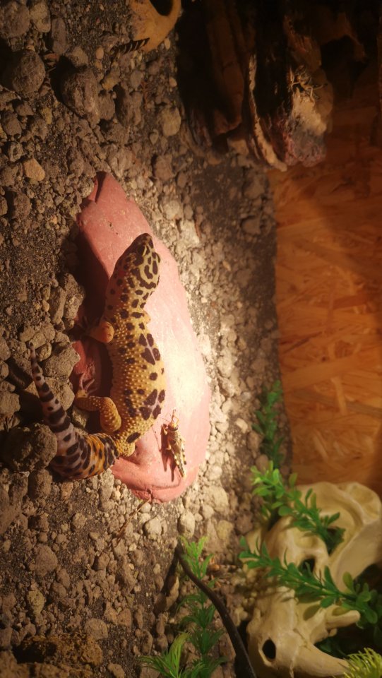 Leopardgecko bandit weiblich - Echsen - Dortmund