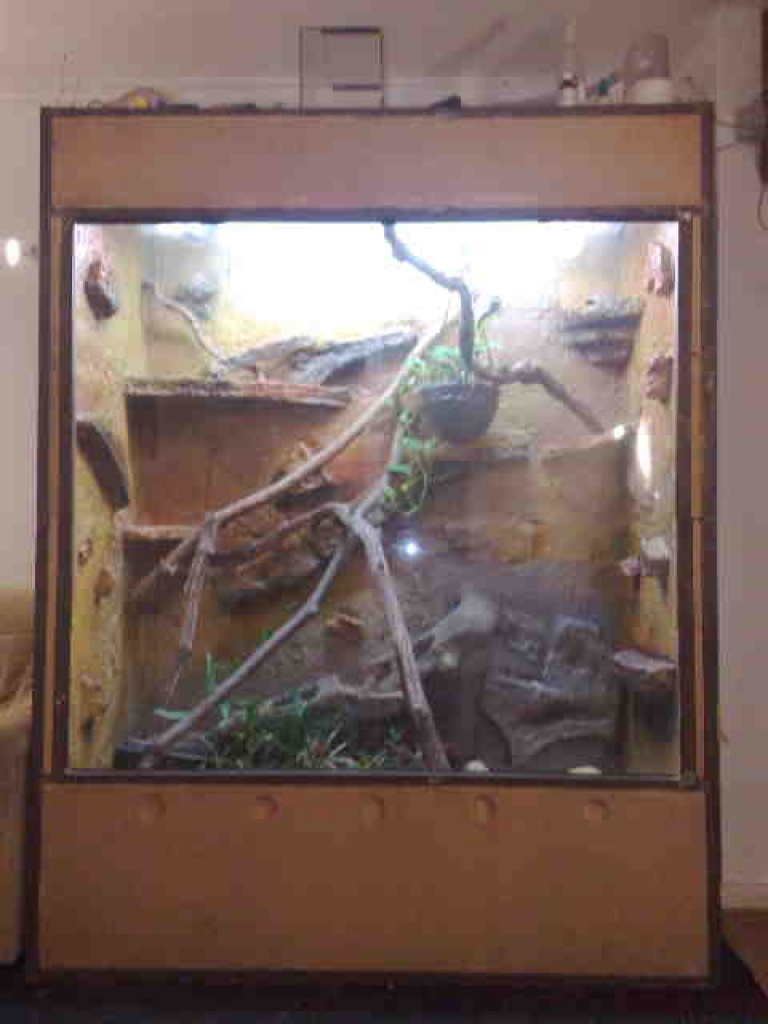 4 Kornies & 3 Terrarien abzugeben - Schlangen - Frankfurt am Main