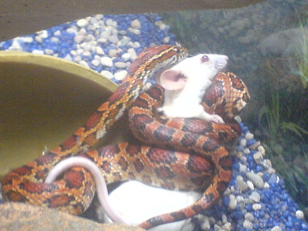 Verkaufe Kornnatter mit Terrarium und Zubehör - Schlangen - Hüttenberg