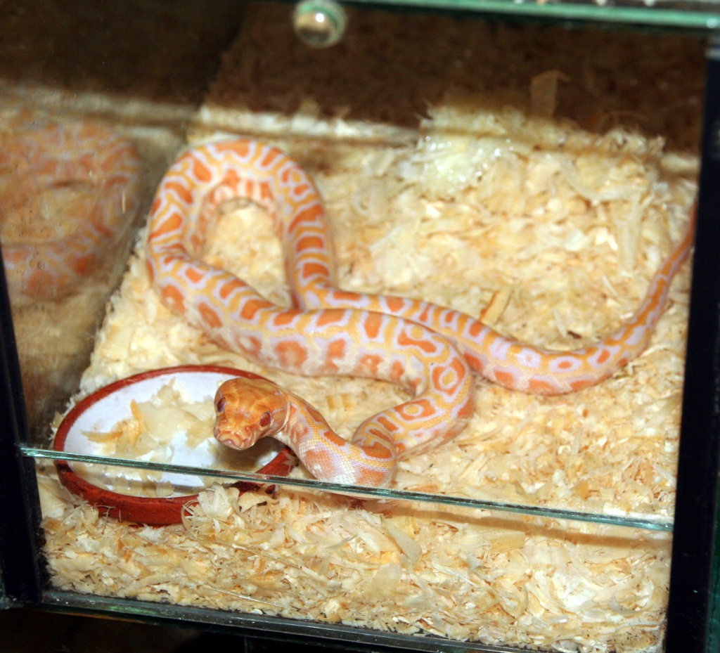 Tigerpython Babys - Schlangen - Hamm