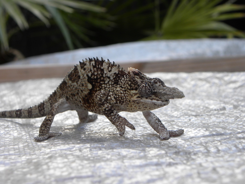 B. fischeri multituberculatum oder neu Kinyongia multituberculata - Chamaeleon - Leuben Schleinitz