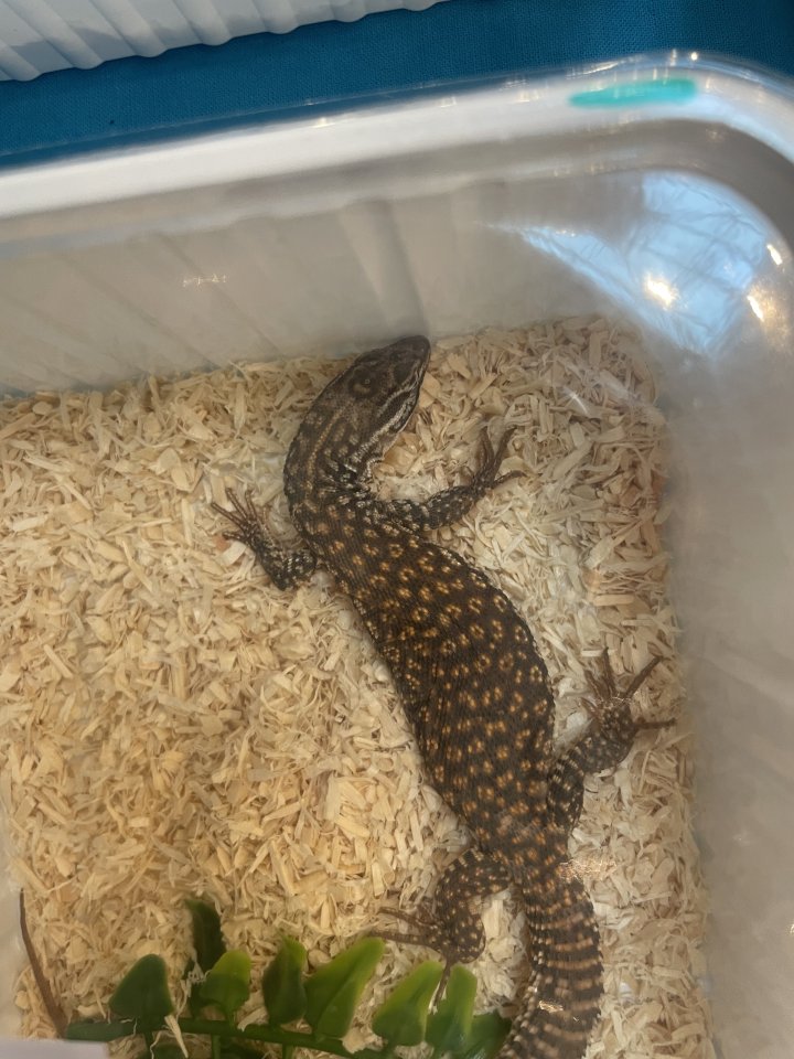 Stachelschwanzwaran 2025 - Warane - Ettlingen