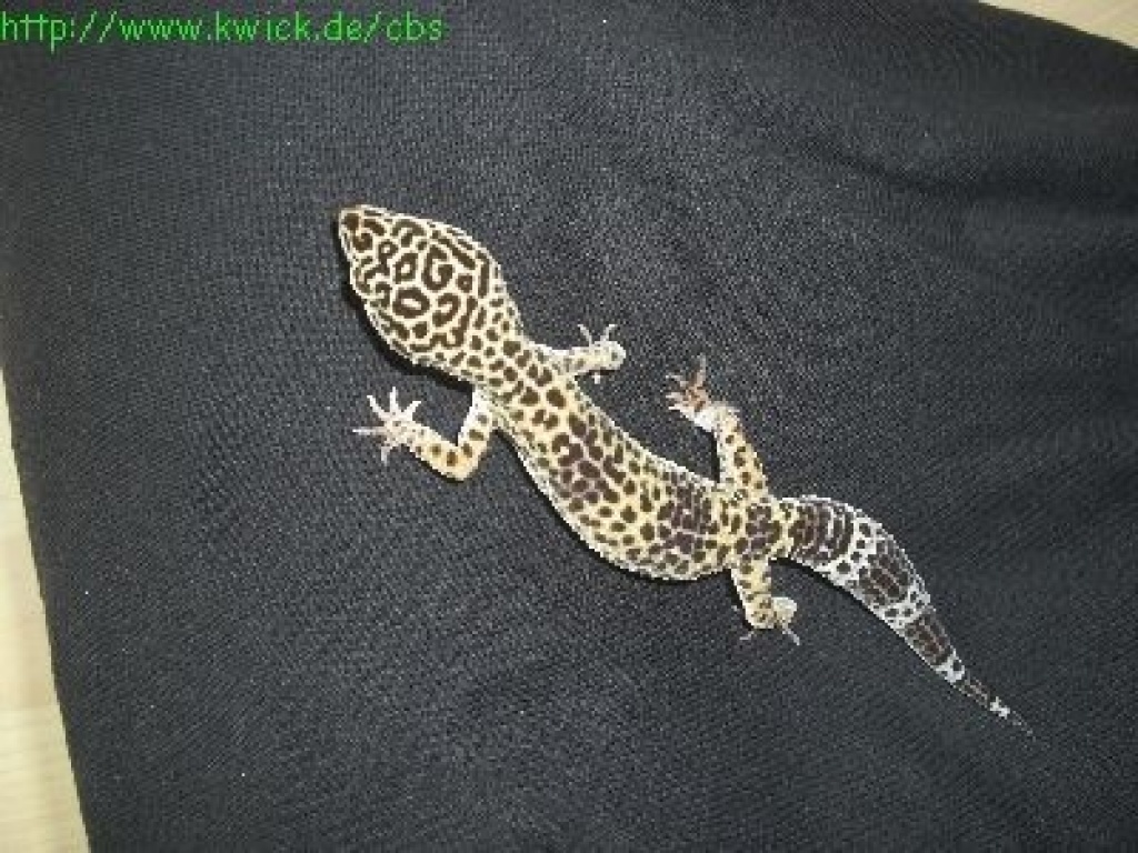 1.1 Leopardgecko Nominat - Gecko - Waldstetten