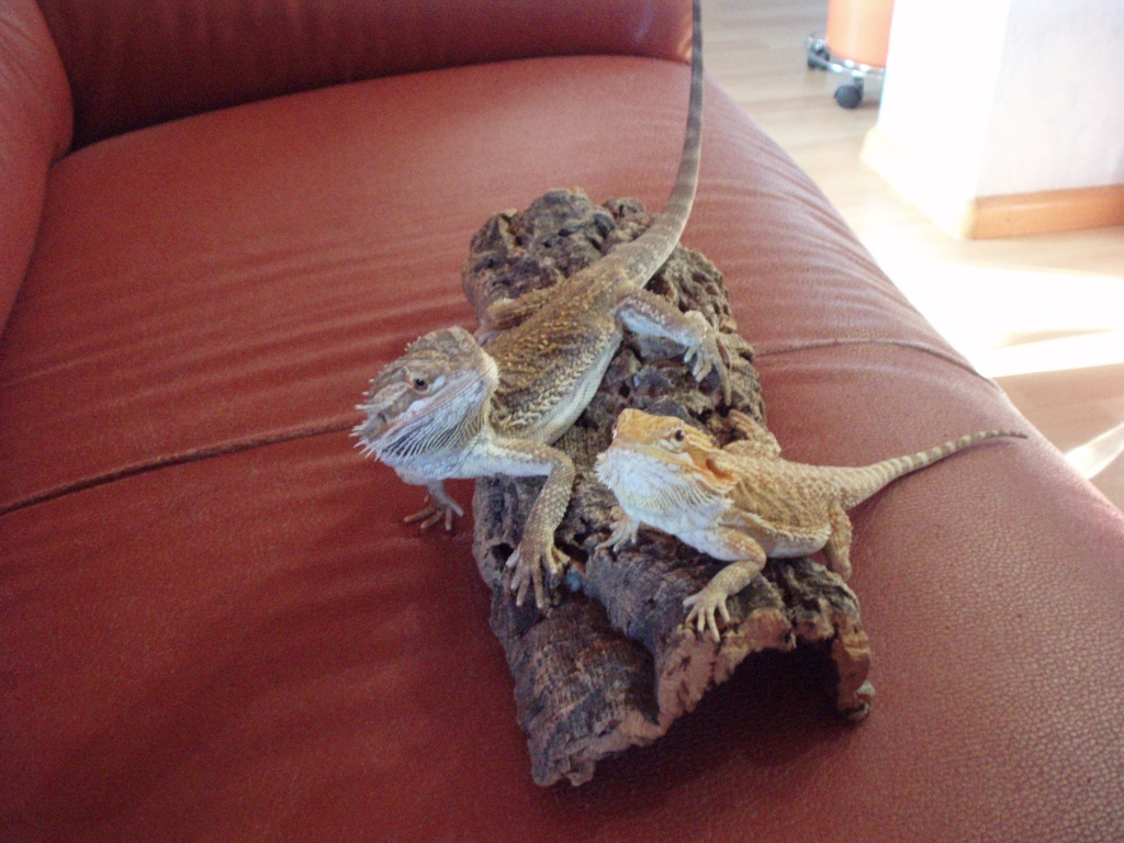 FARBBARTAGAMEN PAAR zu verkaufen - Bartagame - Wolfersweiler