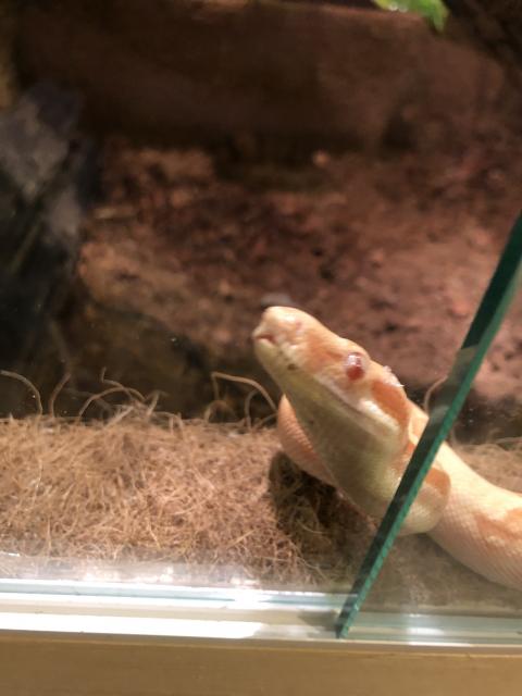 Boa constrictor Männchen  und Weibchen  - Schlangen Boa - Wolfenbüttel