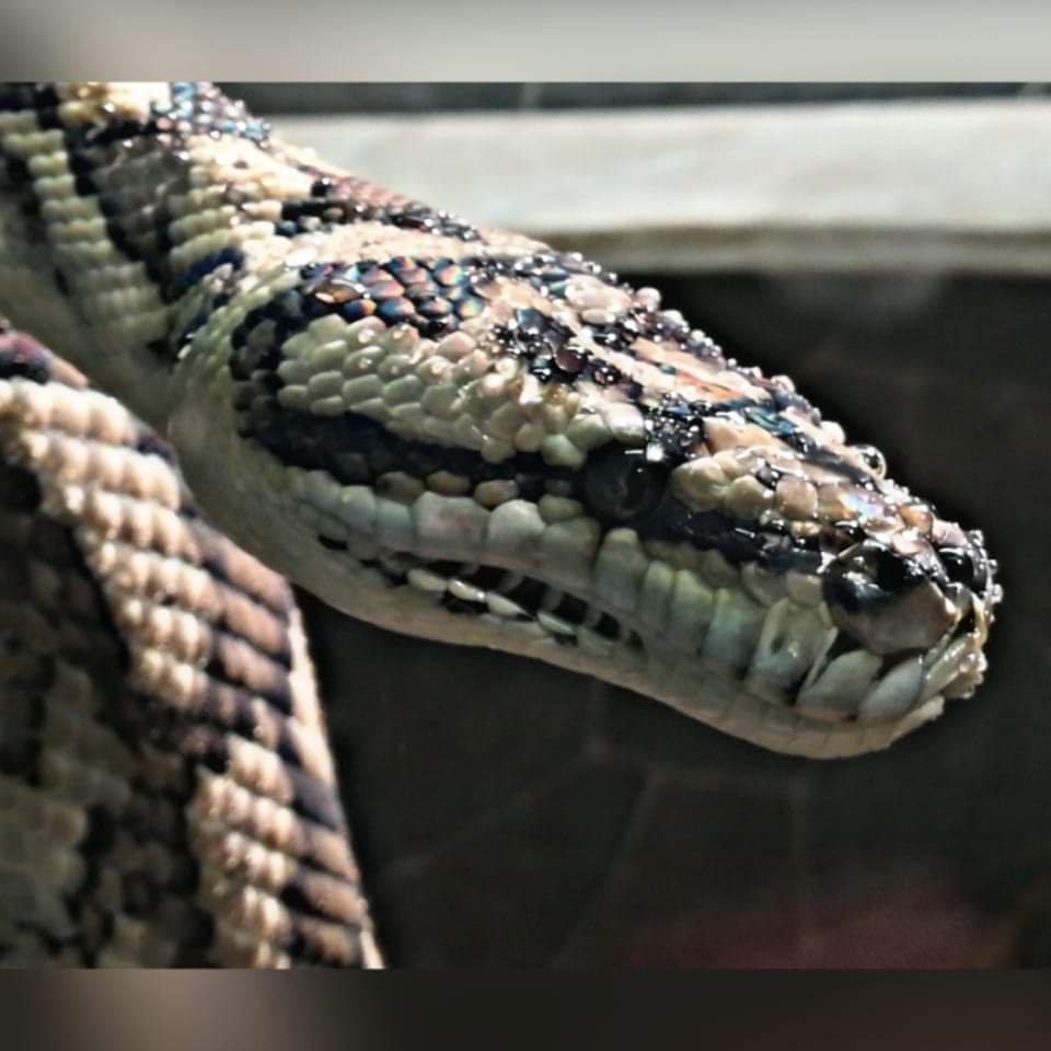 Teppichpython in gute Hände abzugeben - Schlangen - Pentling