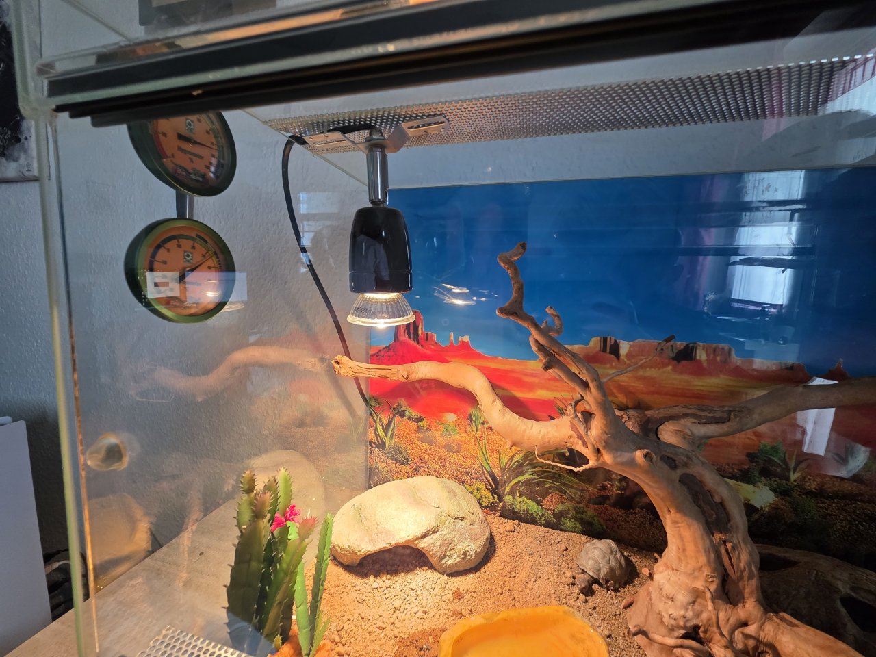 Mauergecko mit Zubehör - Gecko - Teltow