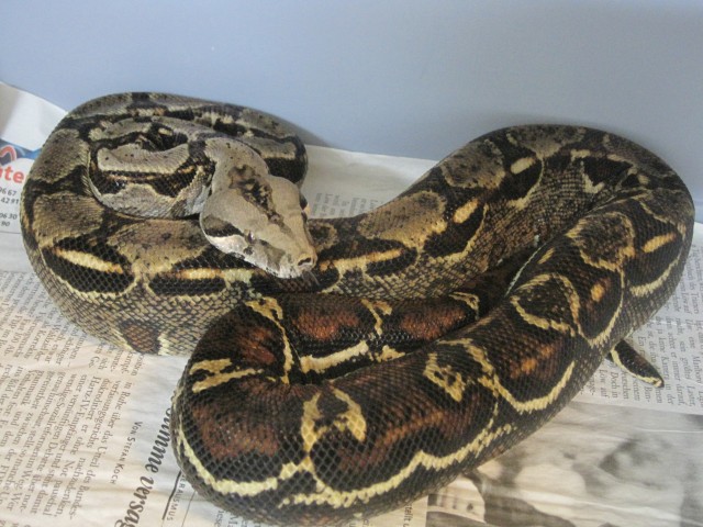 1,1 Boa constrictor imperator, Mexiko, Sonora-Wüste, kleinbleibend - Schlangen Boa - Göttingen