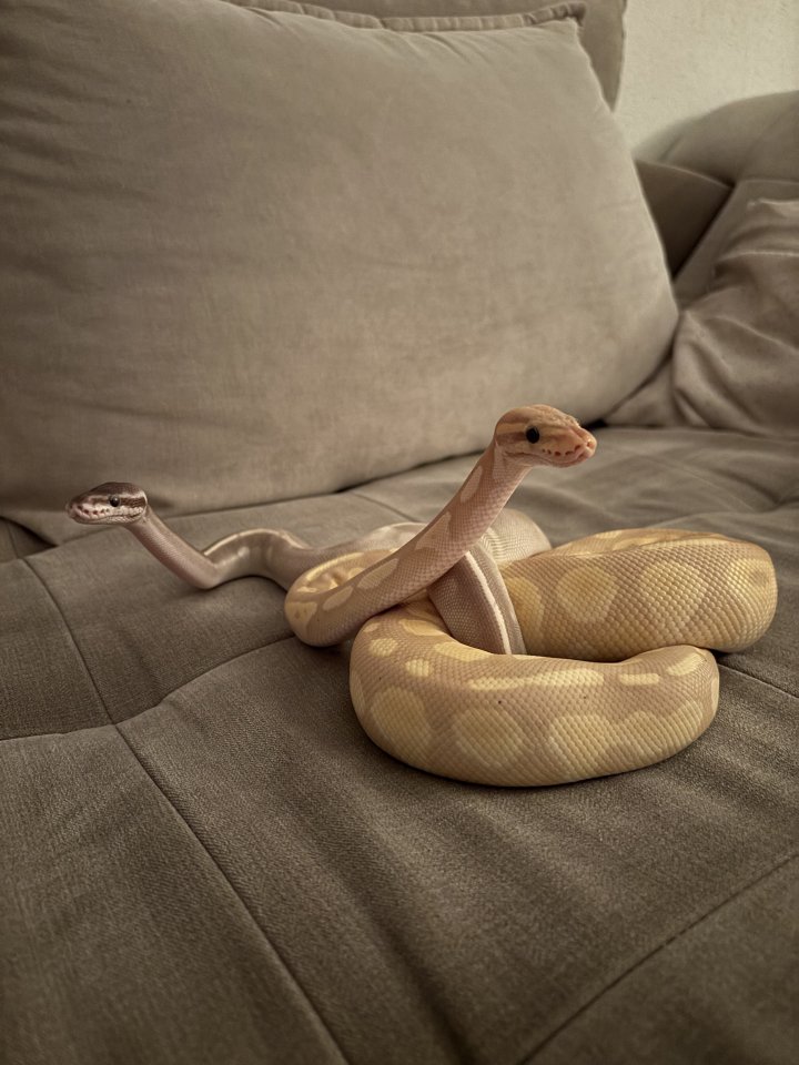 2 Königspythons mit voll eingerichtetem Terrarium - Schlangen - Schneeberg